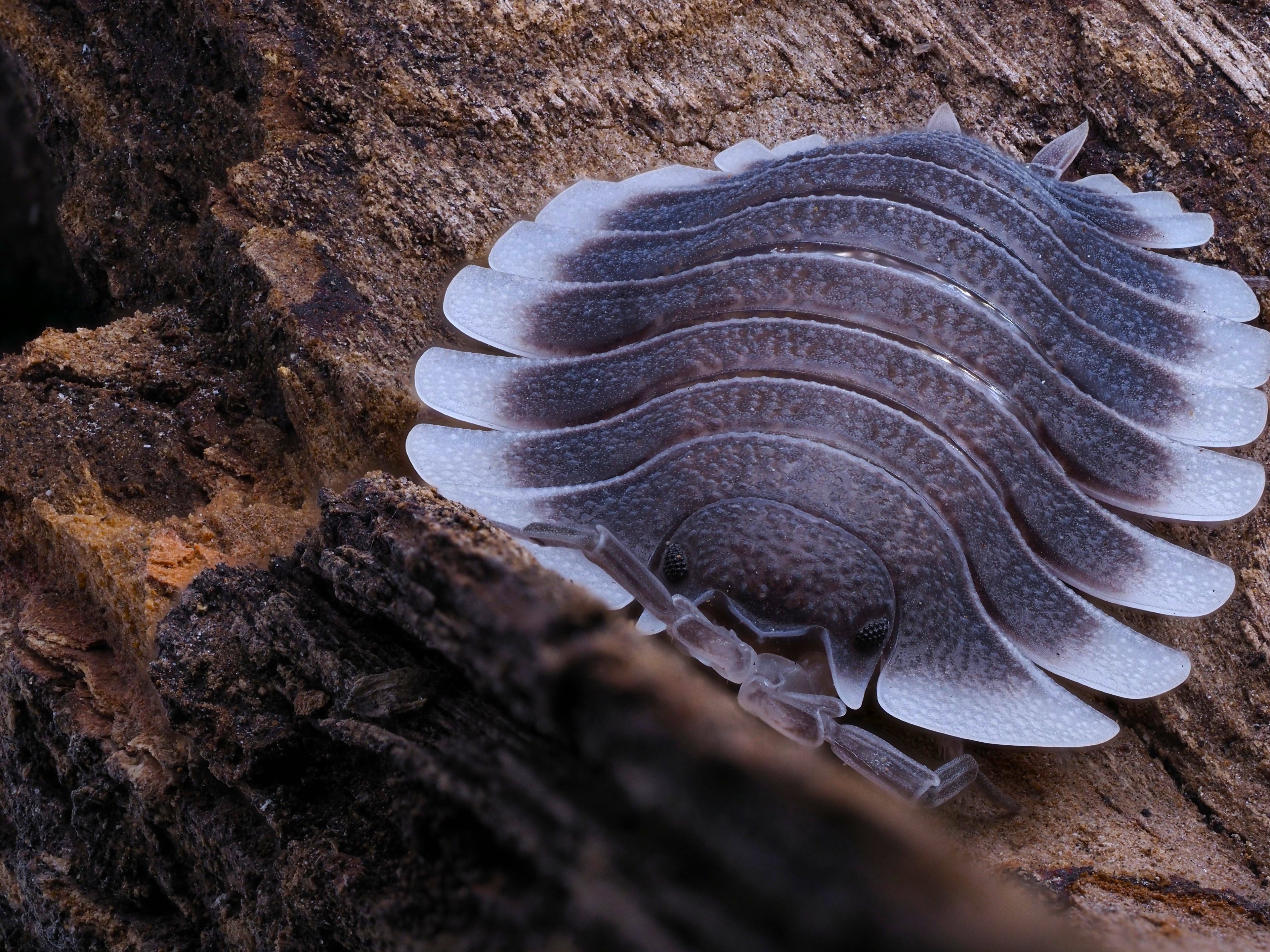 Isopods