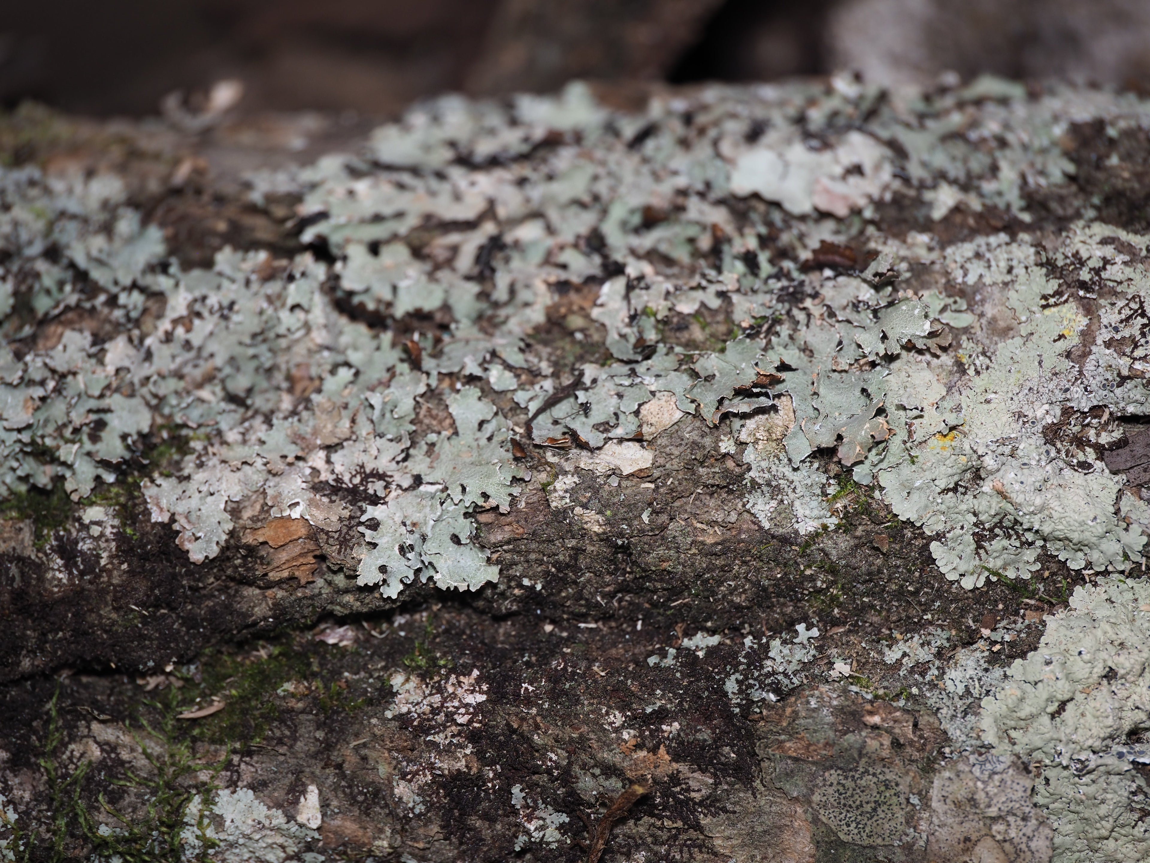 Leaves, Bark, and Botanicals