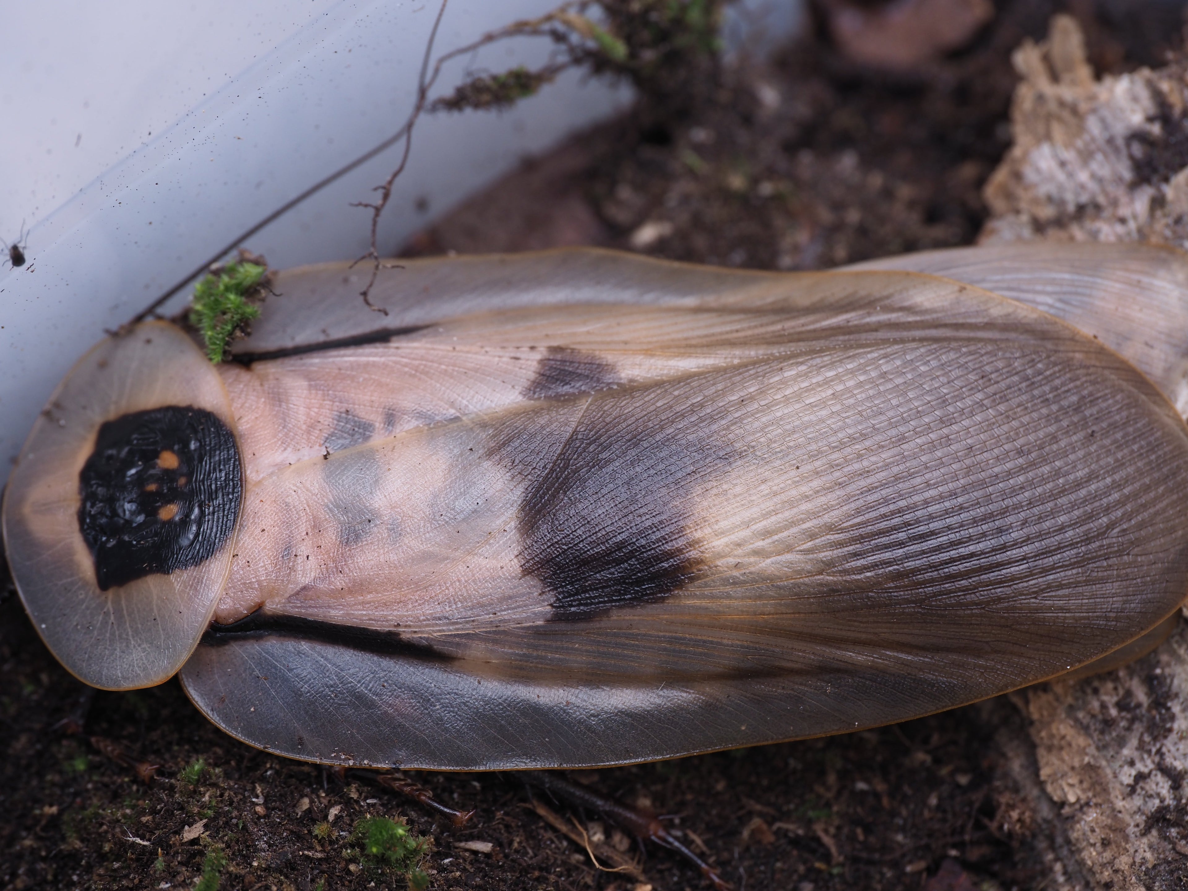 Roaches & Other Inverts