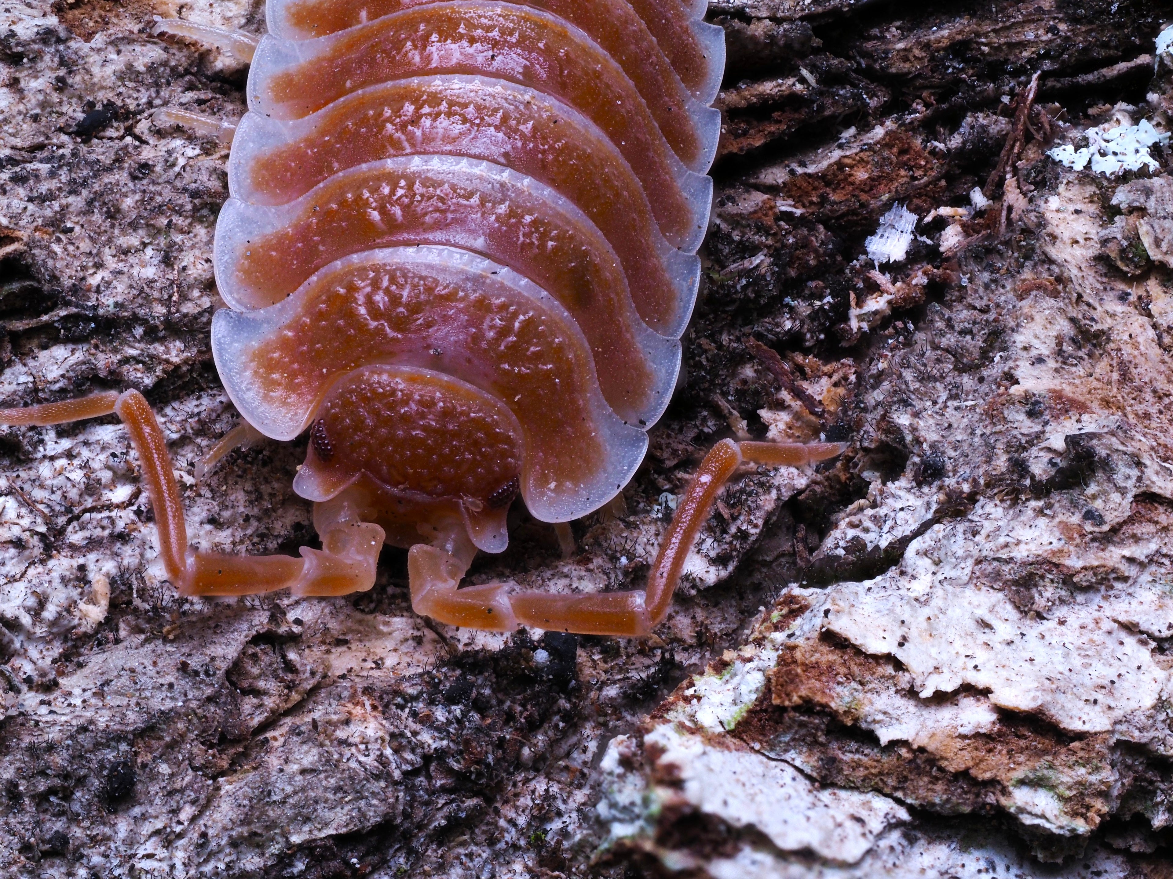 Porcellio  hoffmannseggii  "Orange Titan" Isopod - 10ct