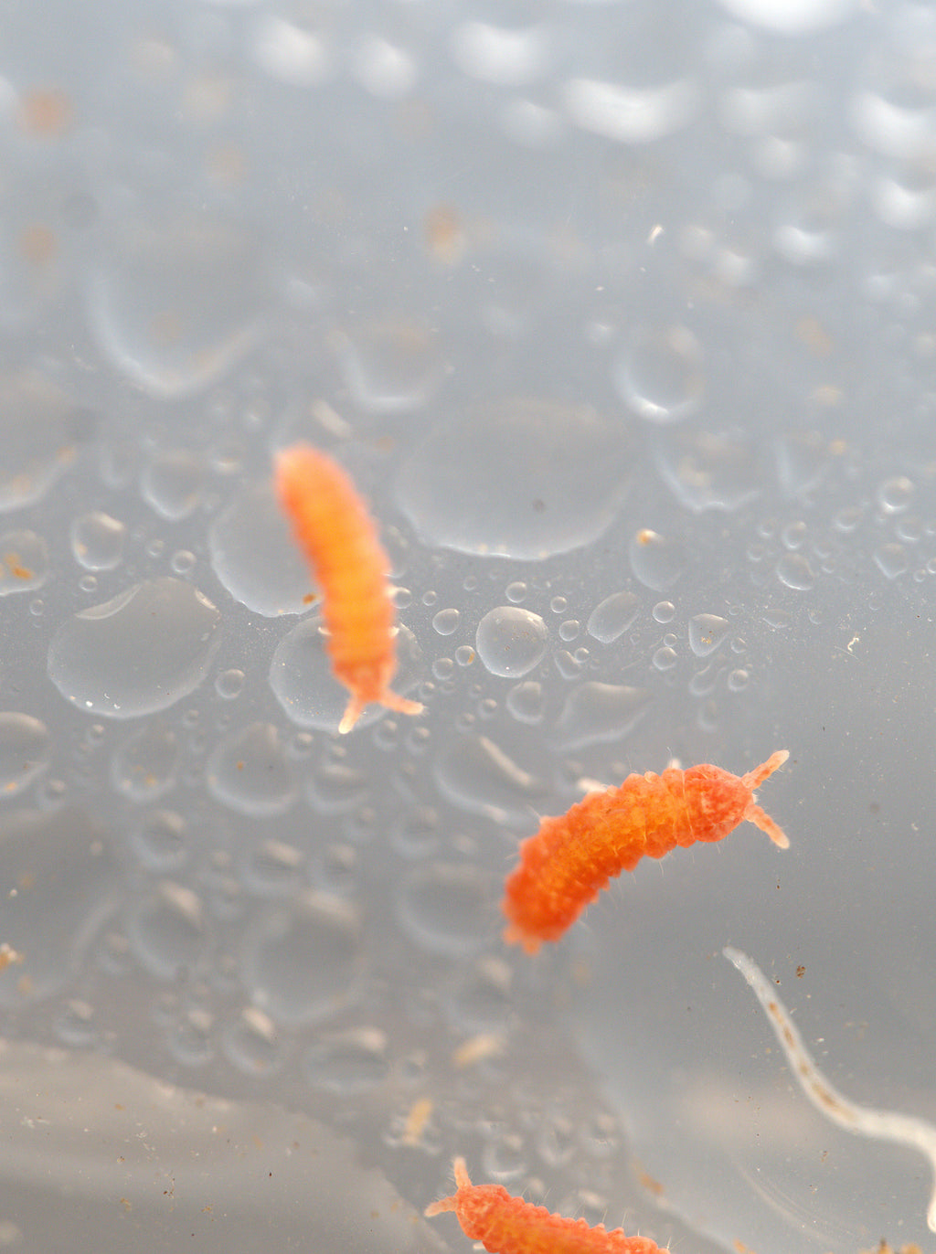 Yuukianura aphoruroides "Orange" 25ct