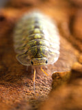 Troglodillo sp. "Green Spot" Isopods - 10ct