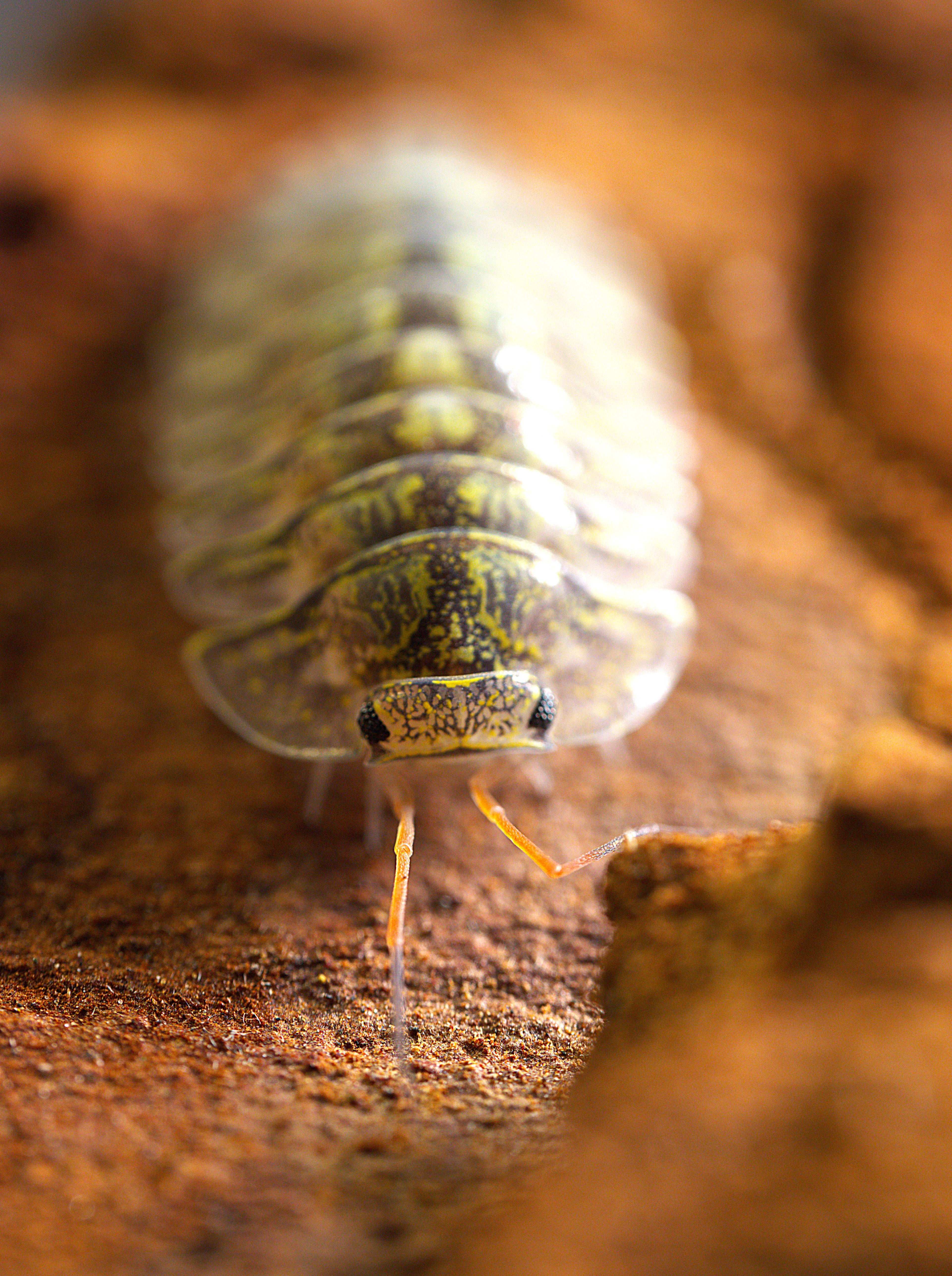 Troglodillo sp. "Green Spot" Isopods - 10ct