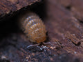 Cristarmadillidium muricatum "Pineapple Spiky" Isopod - 10ct