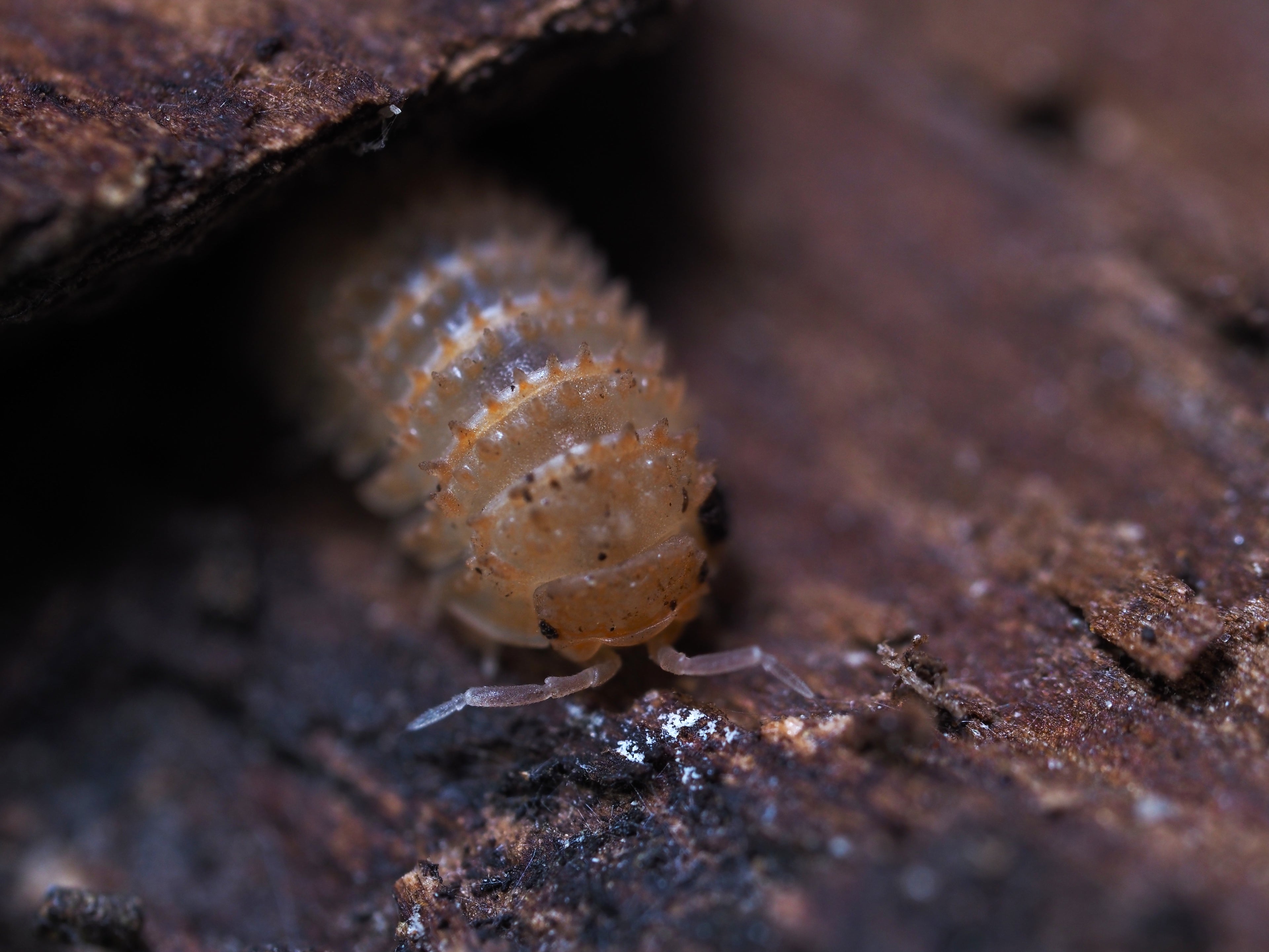 Cristarmadillidium muricatum "Pineapple Spiky" Isopod - 10ct