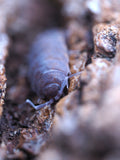 Porcellionides pruinosus "Kailua Kuna Local" - 10ct