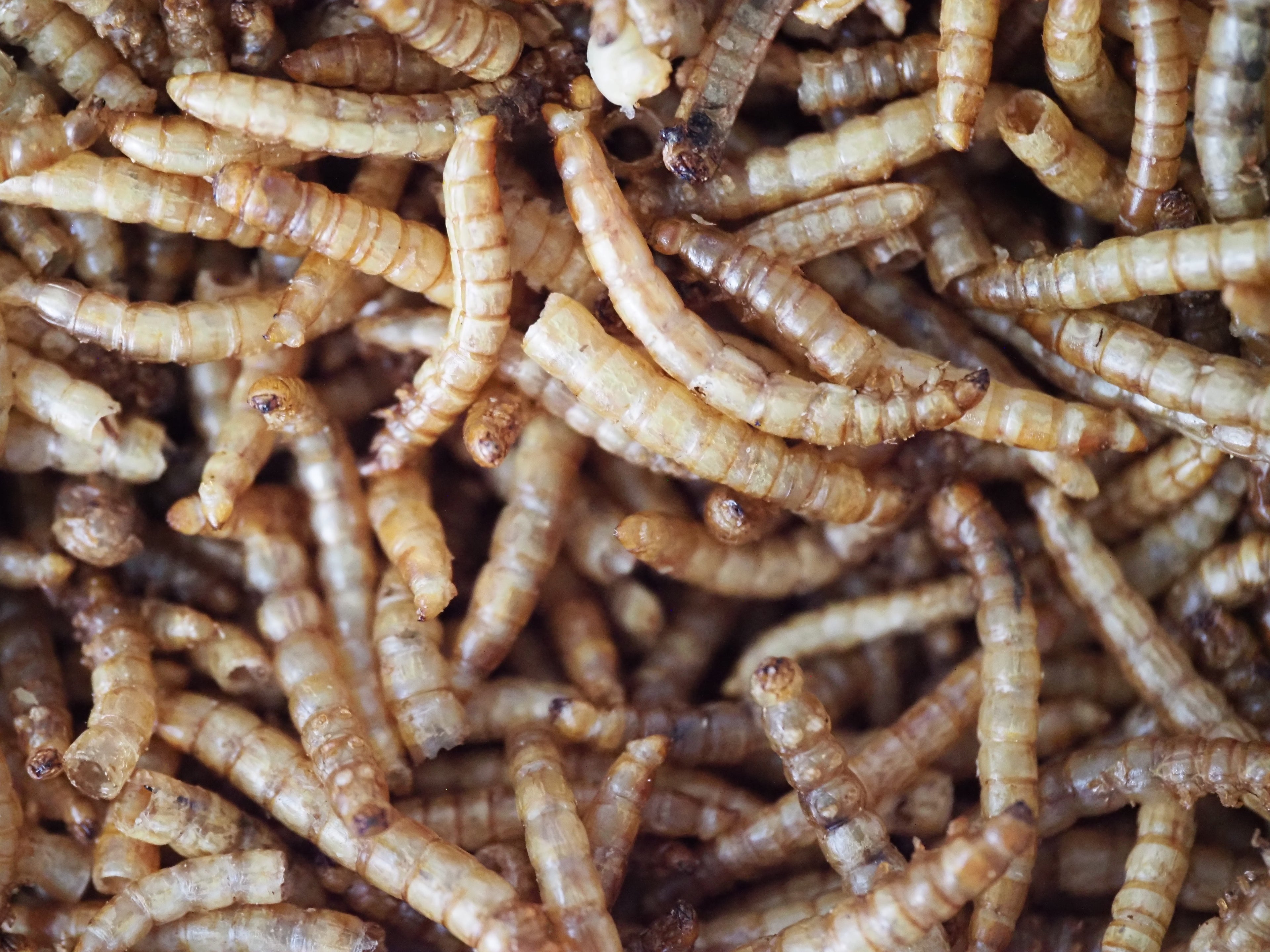 Dried Mealworms - 2oz