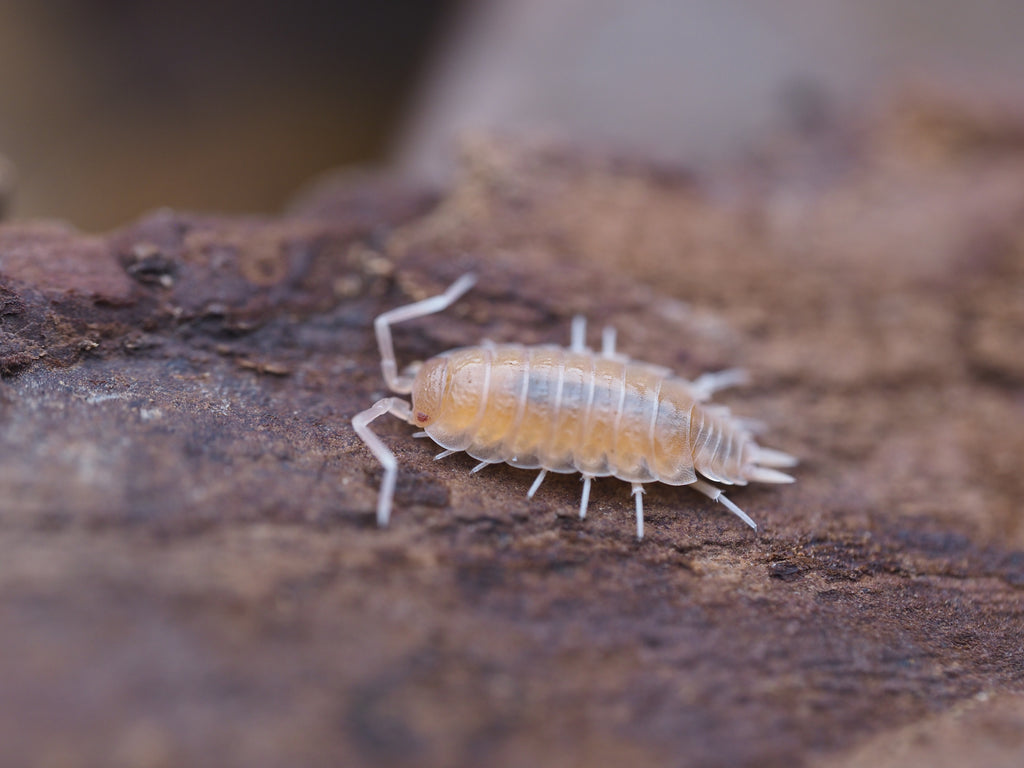 Porcellionides pruinosus "Powder Pink" - 10ct