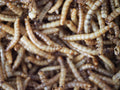 Dried Mealworms - 2oz
