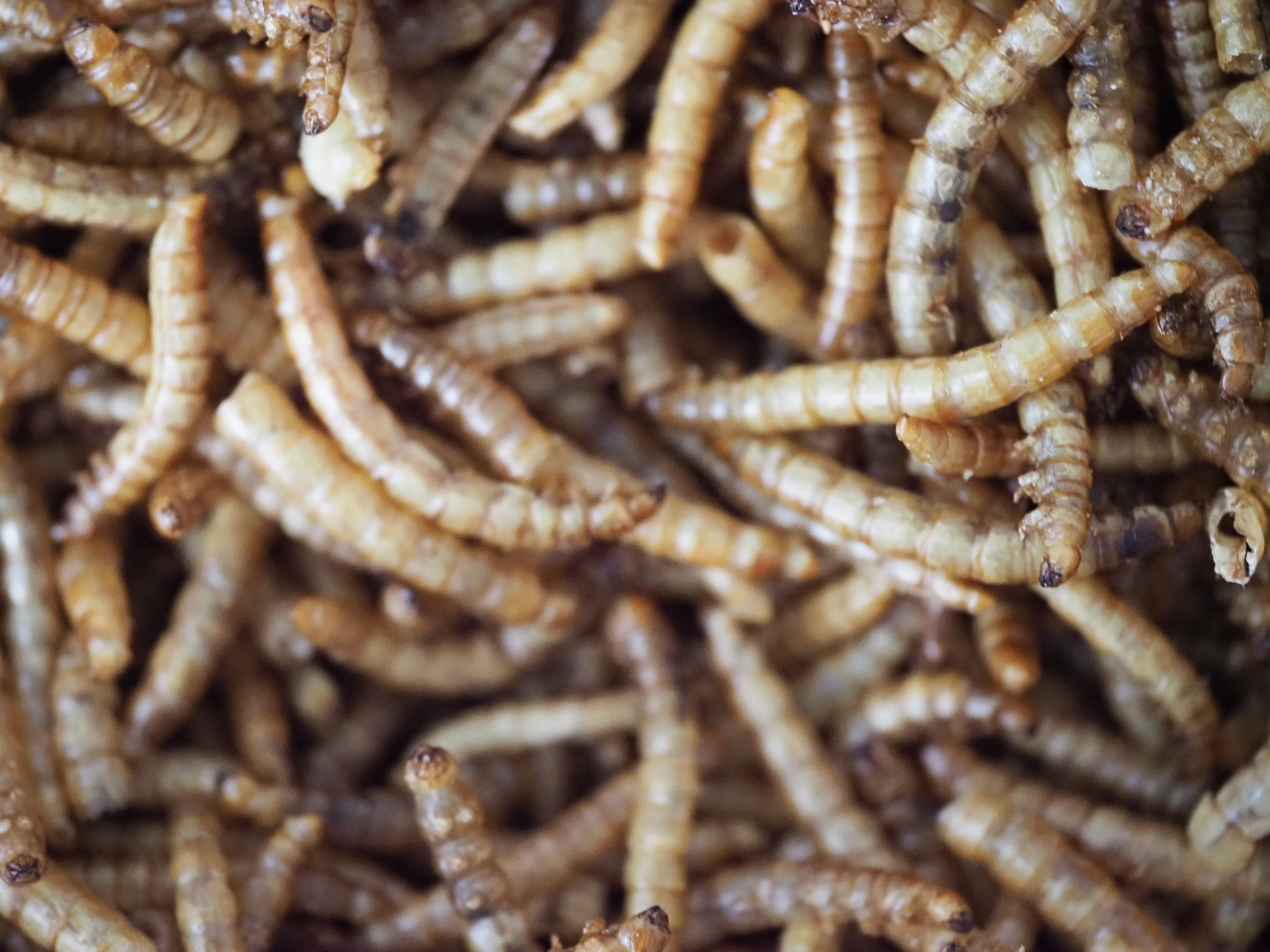 Dried Mealworms - 2oz