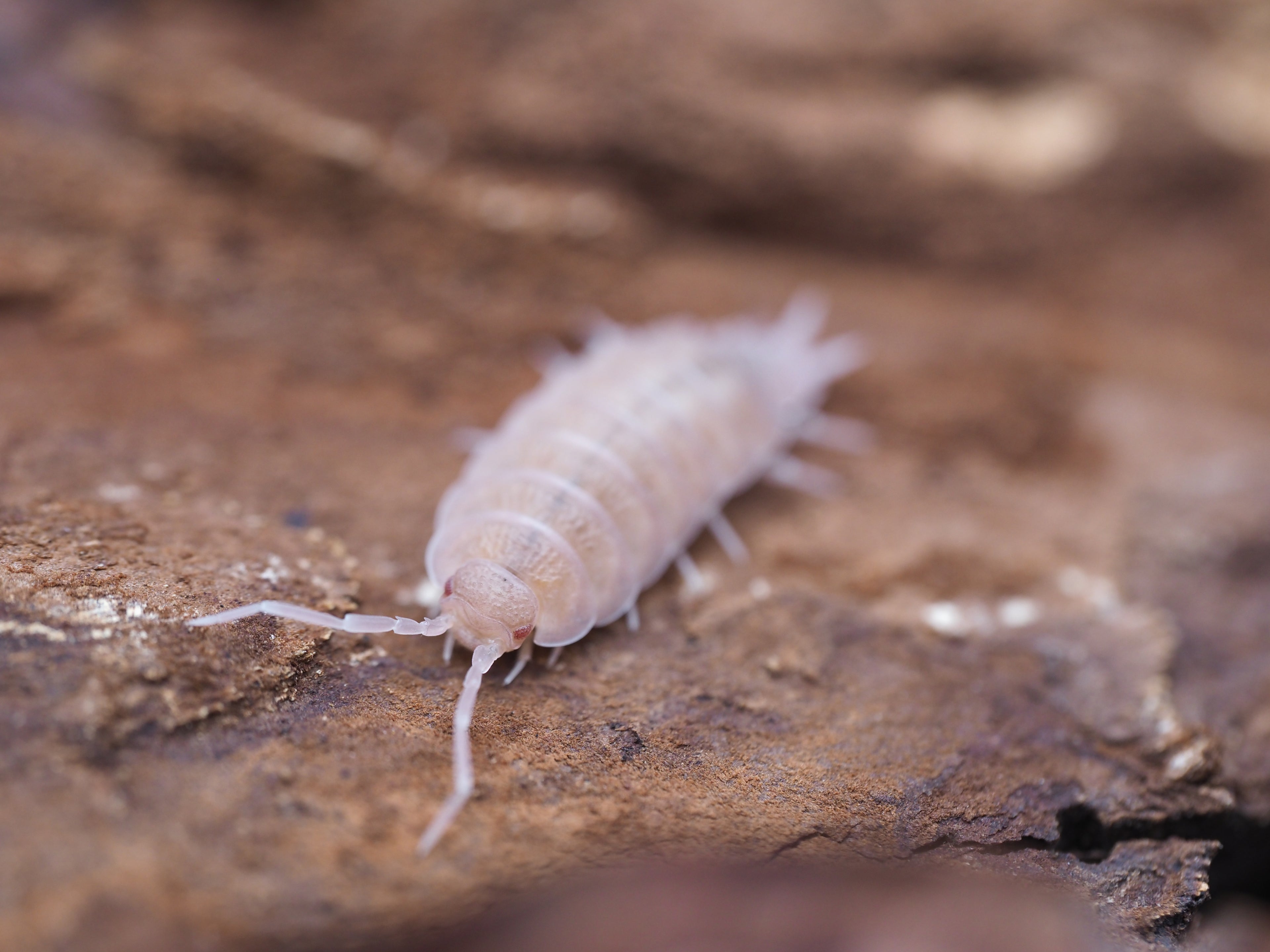 Porcellionides pruinosus "Powder Pink" - 10ct