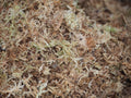 Sphagnum Moss