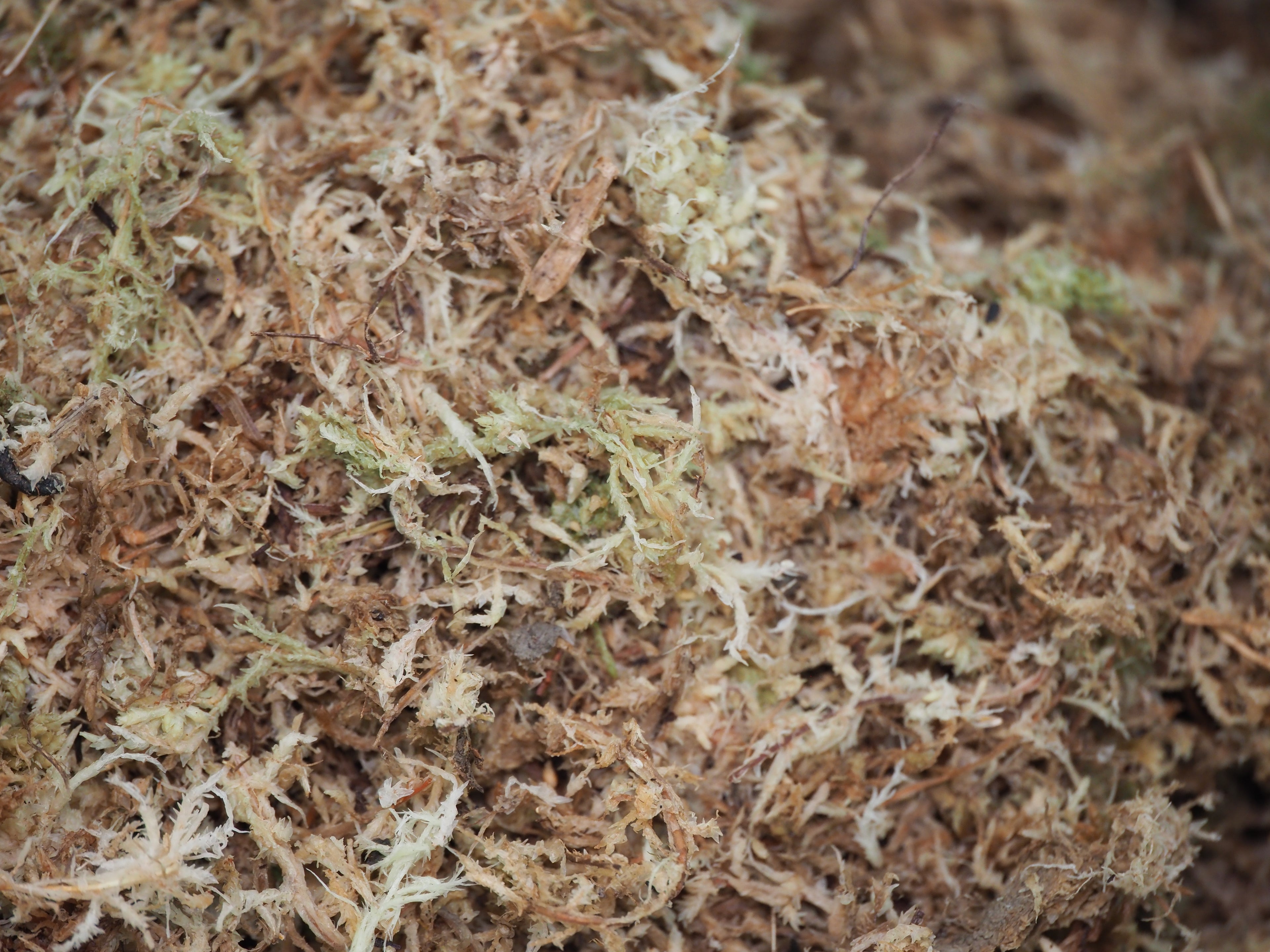 Sphagnum Moss