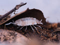 Porcellionides pruinosus "Butter Pecan" - 10ct
