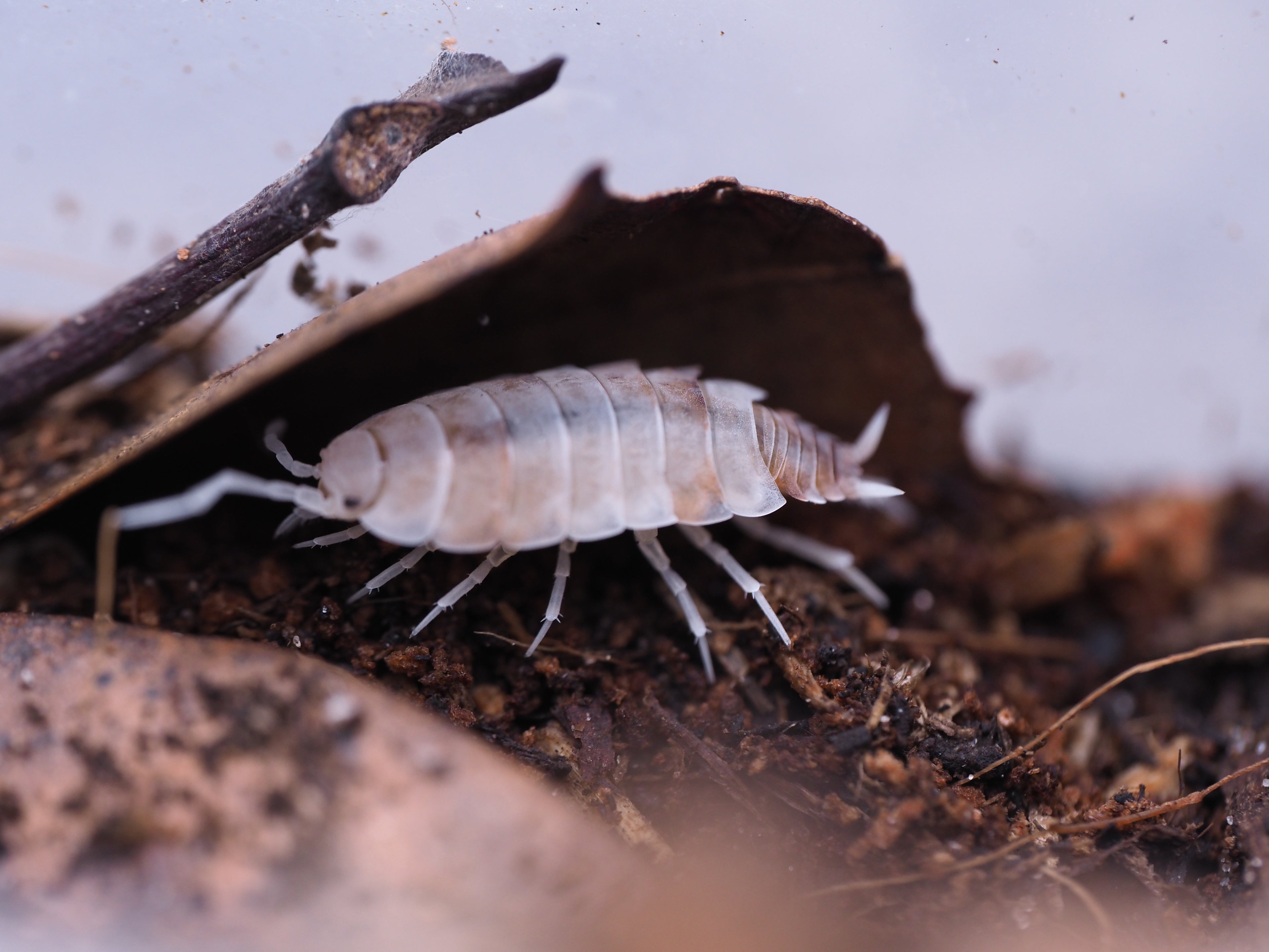 Porcellionides pruinosus "Butter Pecan" - 10ct