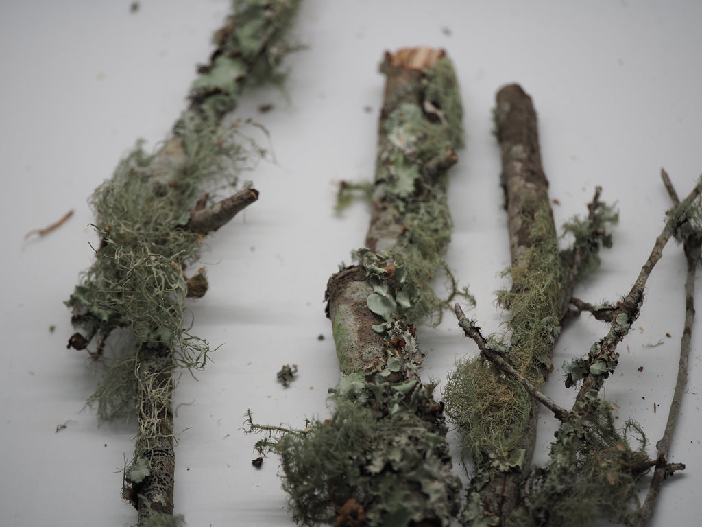 Lichen Covered Sticks - 1qt