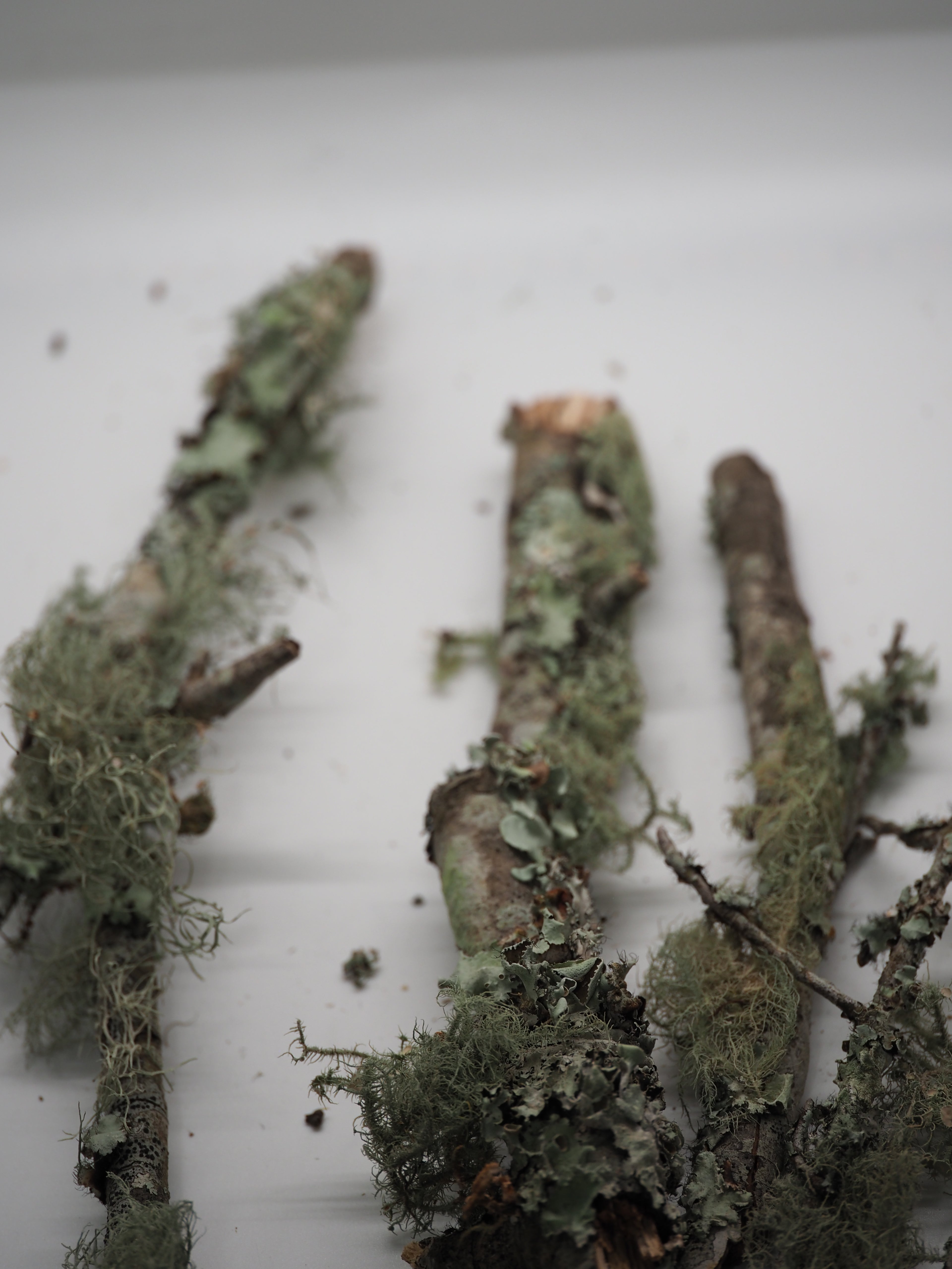 Lichen Covered Sticks - 1qt