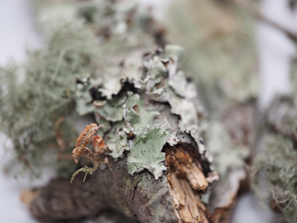 Lichen Covered Sticks - 1qt
