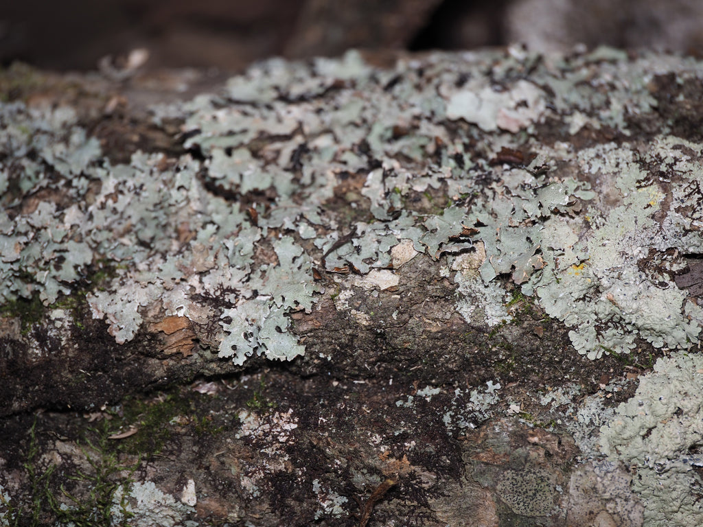 Mossy Oak Bark - 1lb