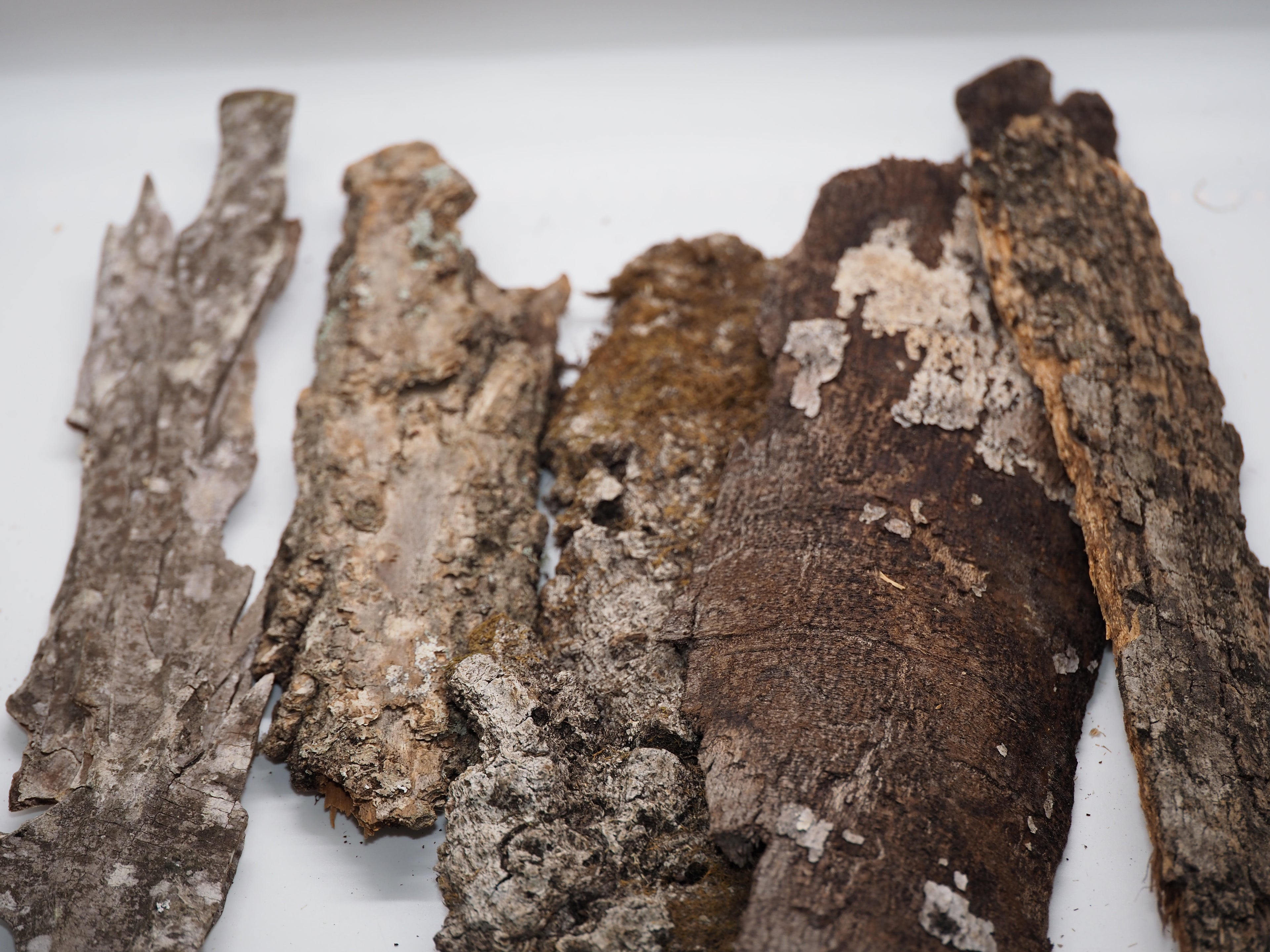 Mixed Tree Bark