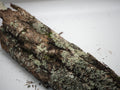 Mossy Oak Bark - 1lb