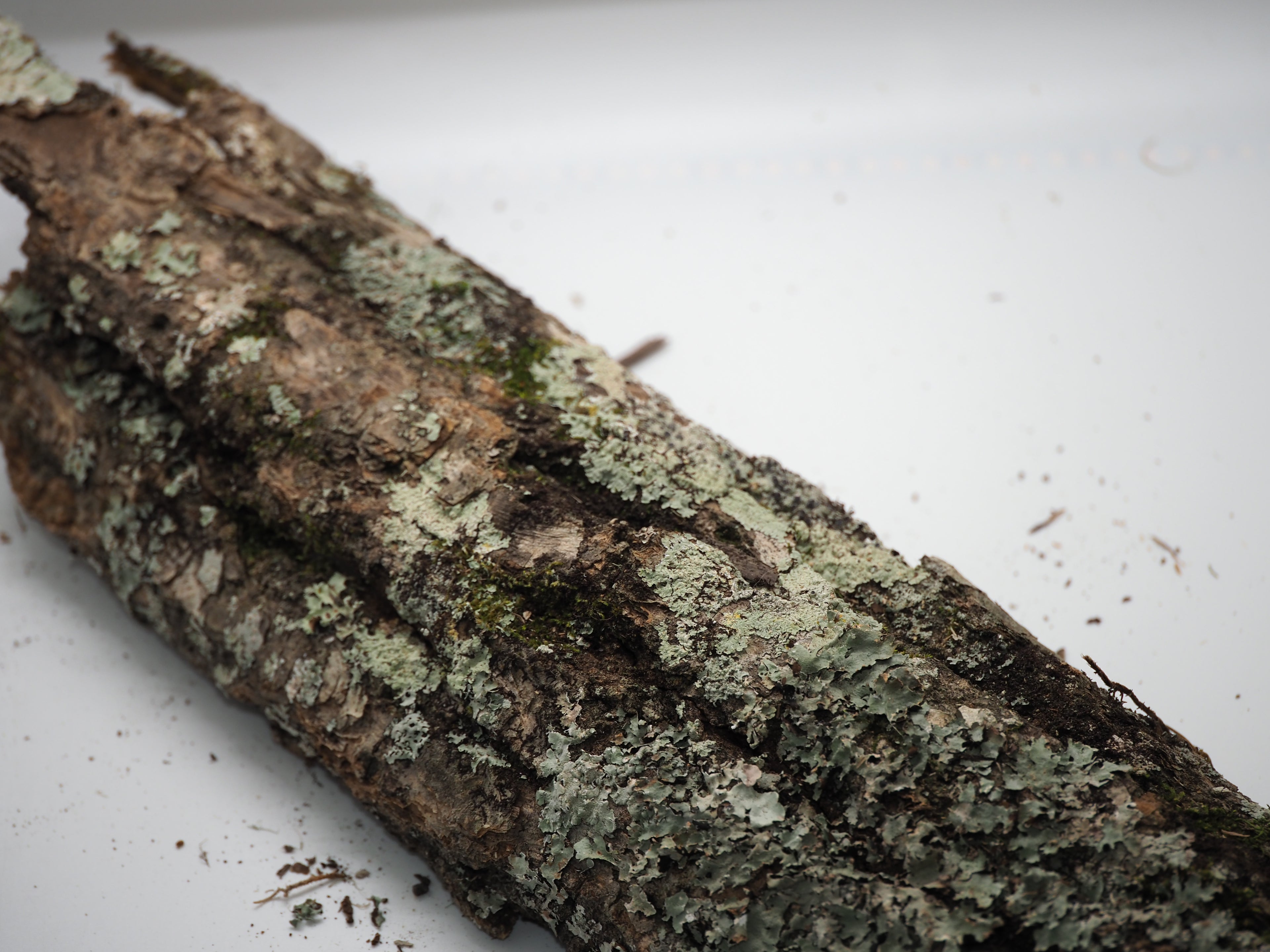 Mossy Oak Bark - 1lb