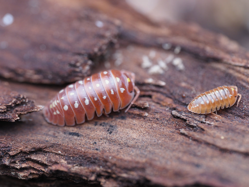 Armadillidium klugii "Orange Montenegro Clown" - 10ct