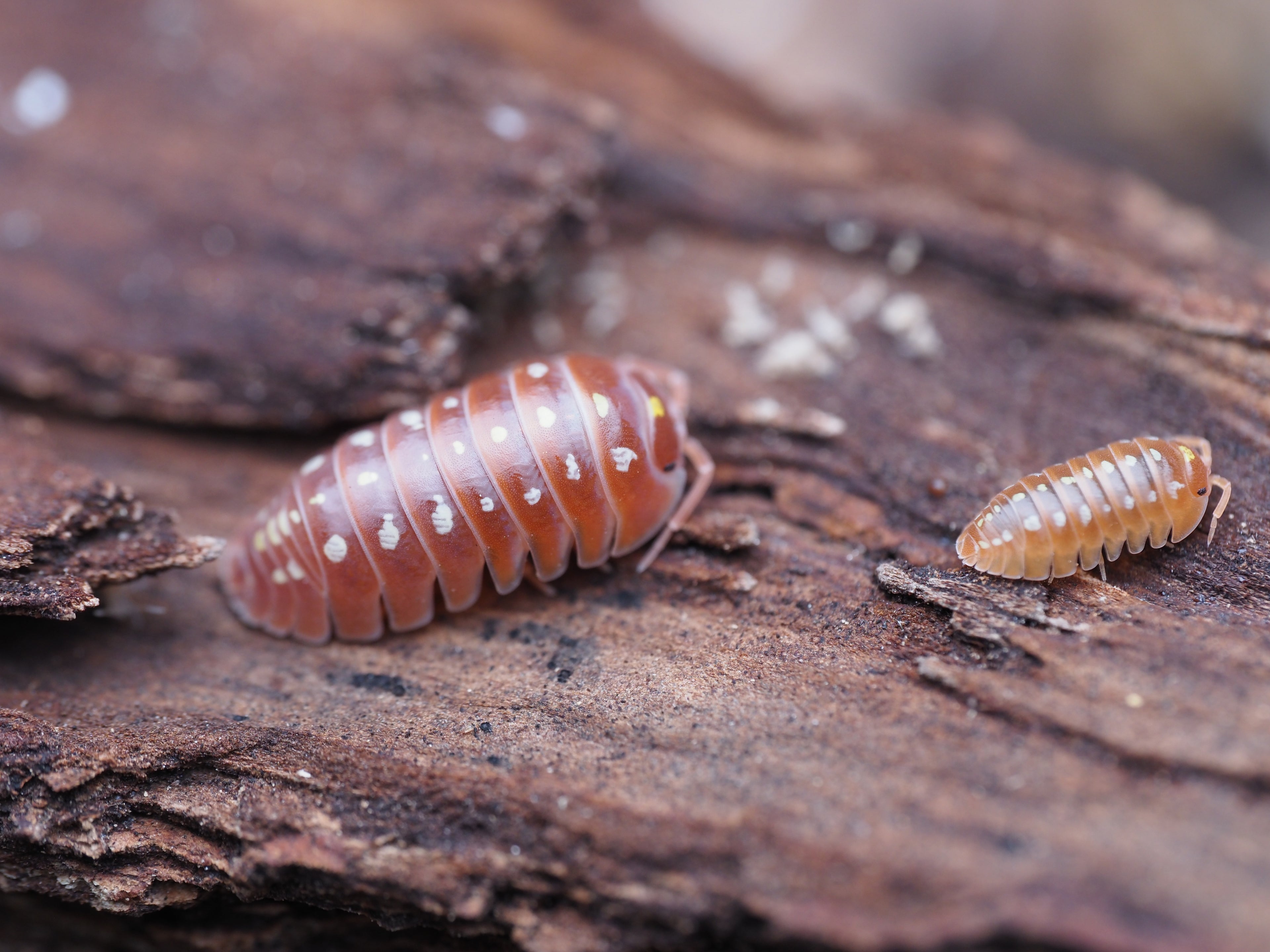 Armadillidium klugii "Orange Montenegro Clown" - 10ct