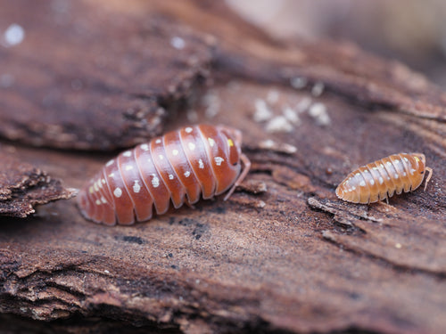 Armadillidium klugii "Orange Montenegro Clown" - 10ct