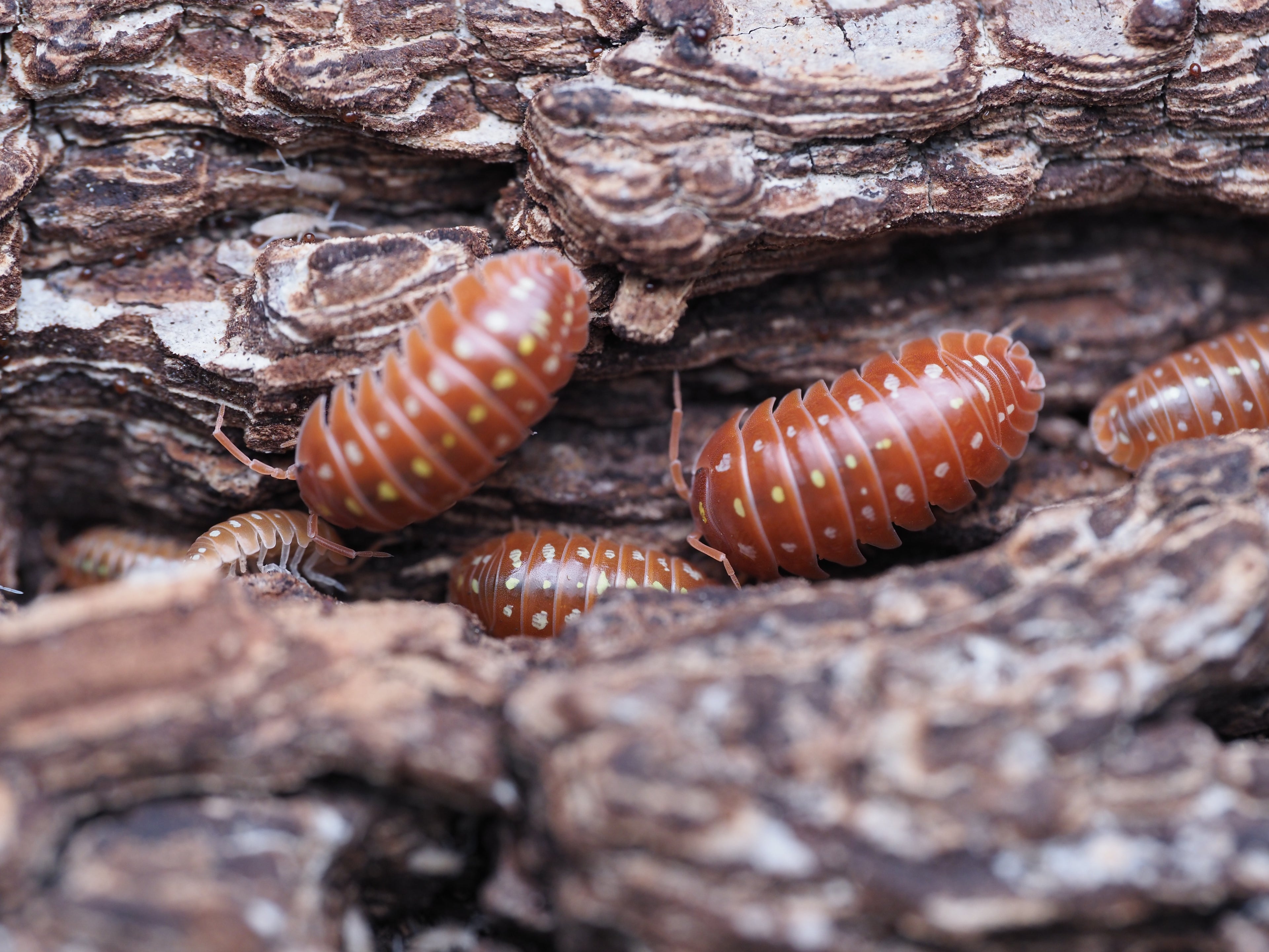 Armadillidium klugii "Orange Montenegro Clown" - 10ct