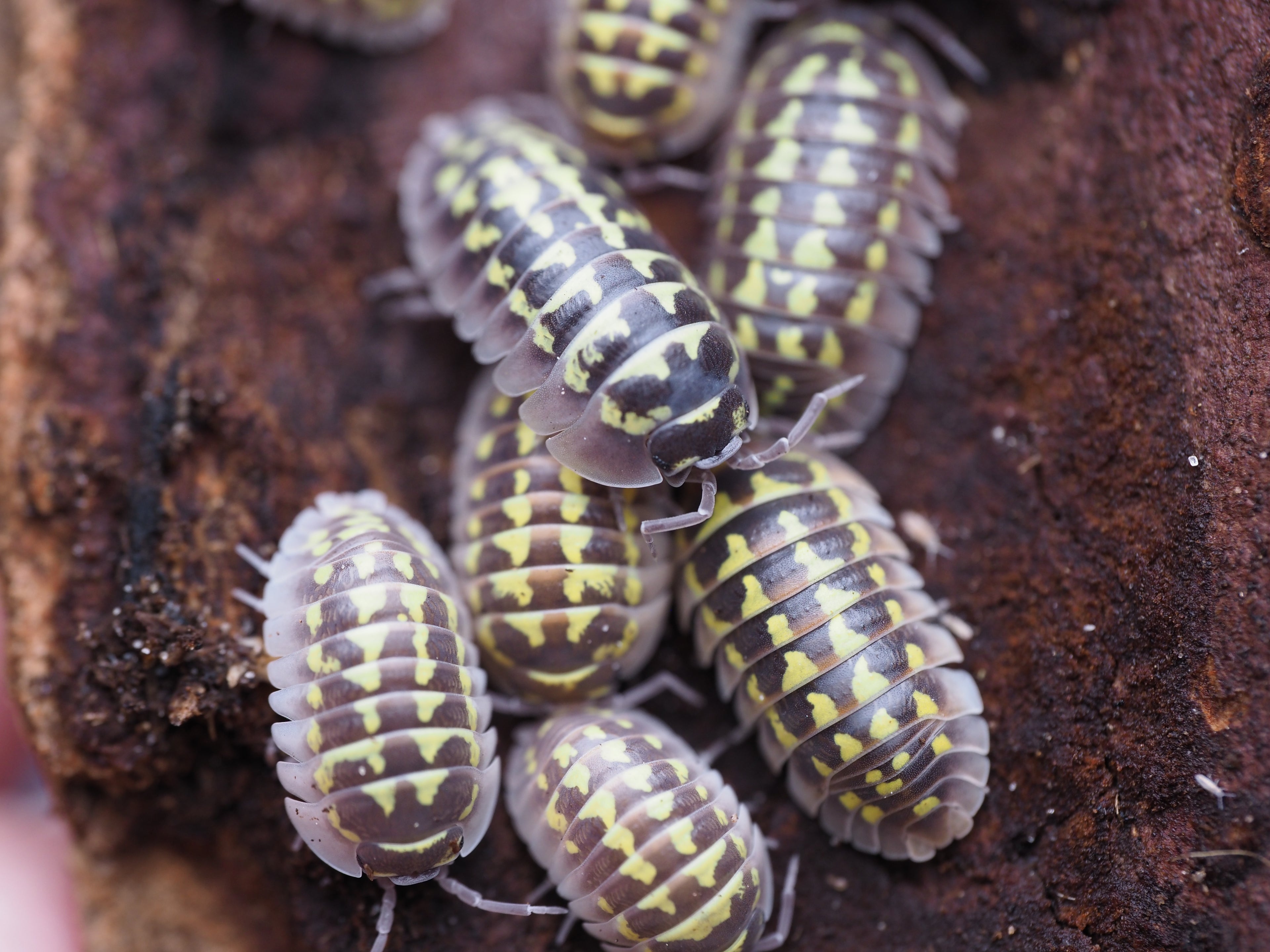Armadillidium gestroi "Classic Gestroi"