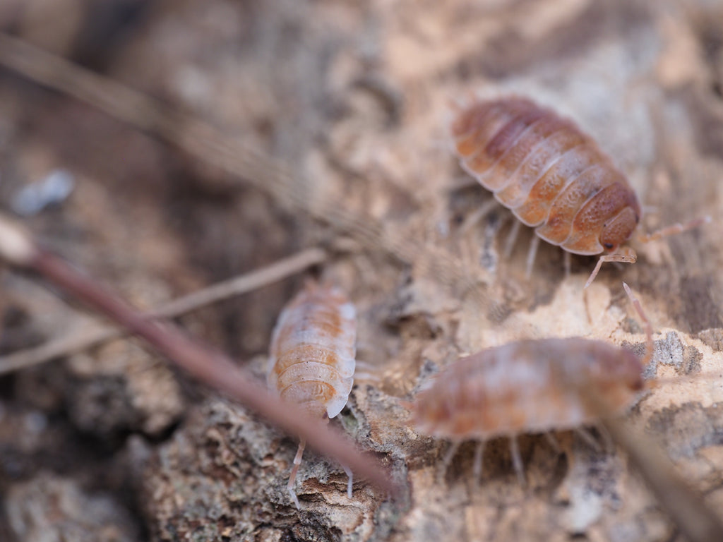 Porcellio scaber "Orange Koi" - 10ct