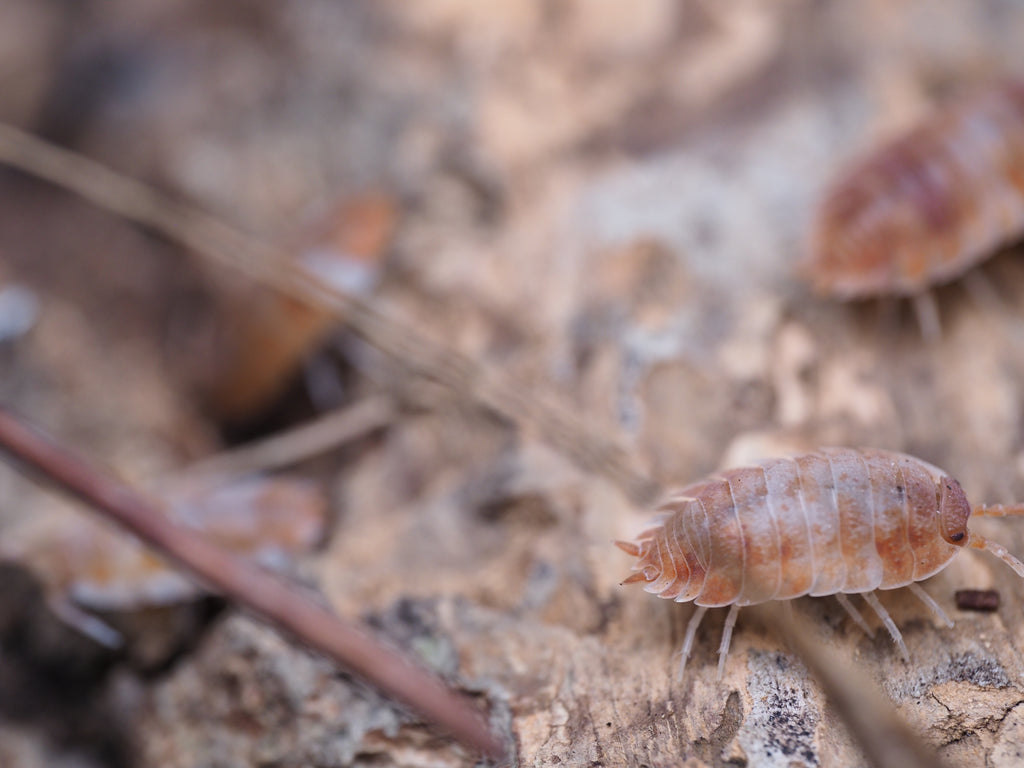Porcellio scaber "Orange Koi" - 10ct