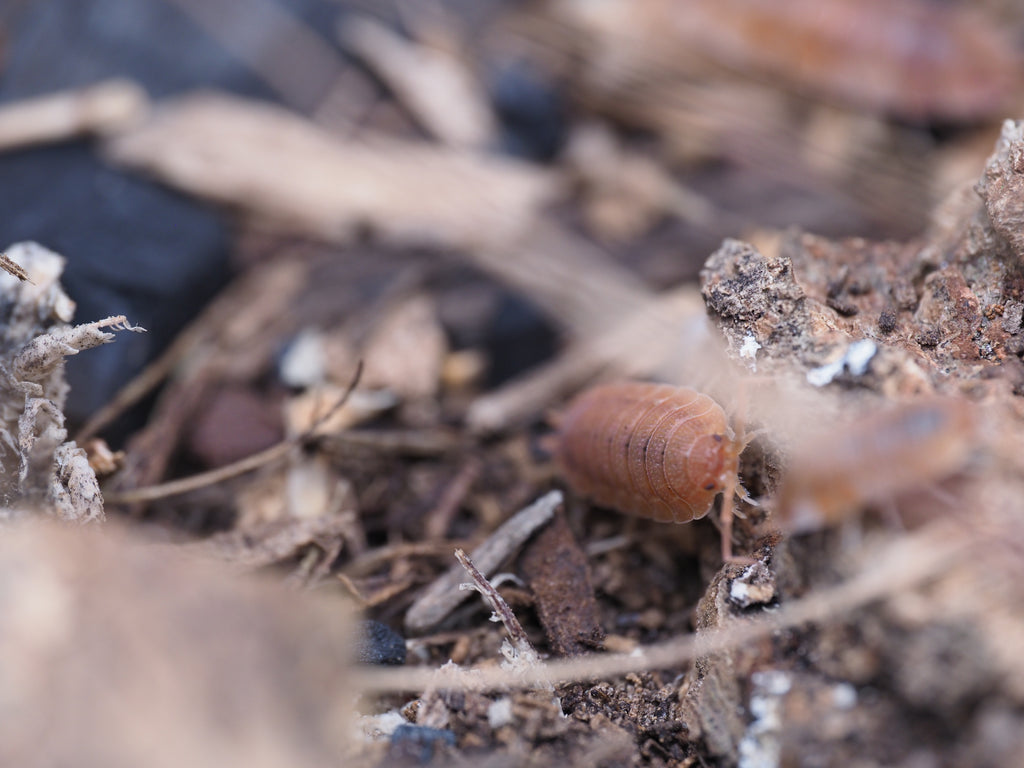 Porcellio scaber "Orange Koi" - 10ct