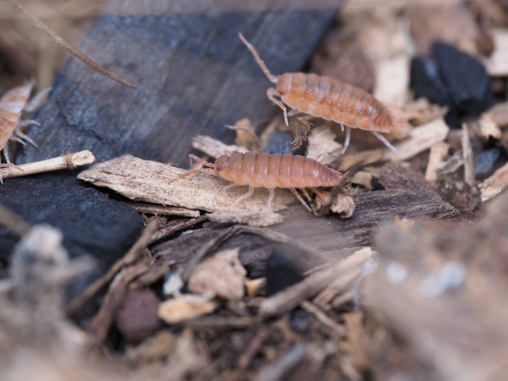 Porcellio scaber "Orange Koi" - 10ct