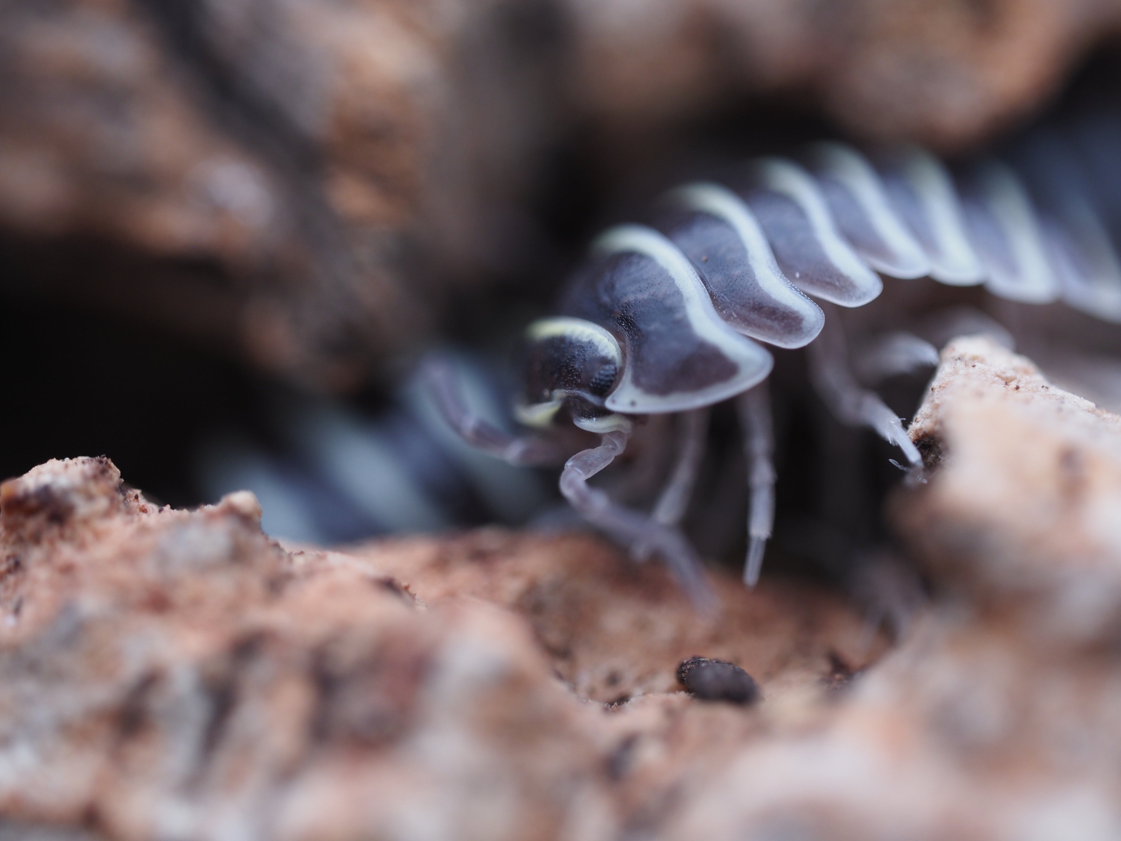Armadillidium maculatum "Zebra" Isopods - 10ct