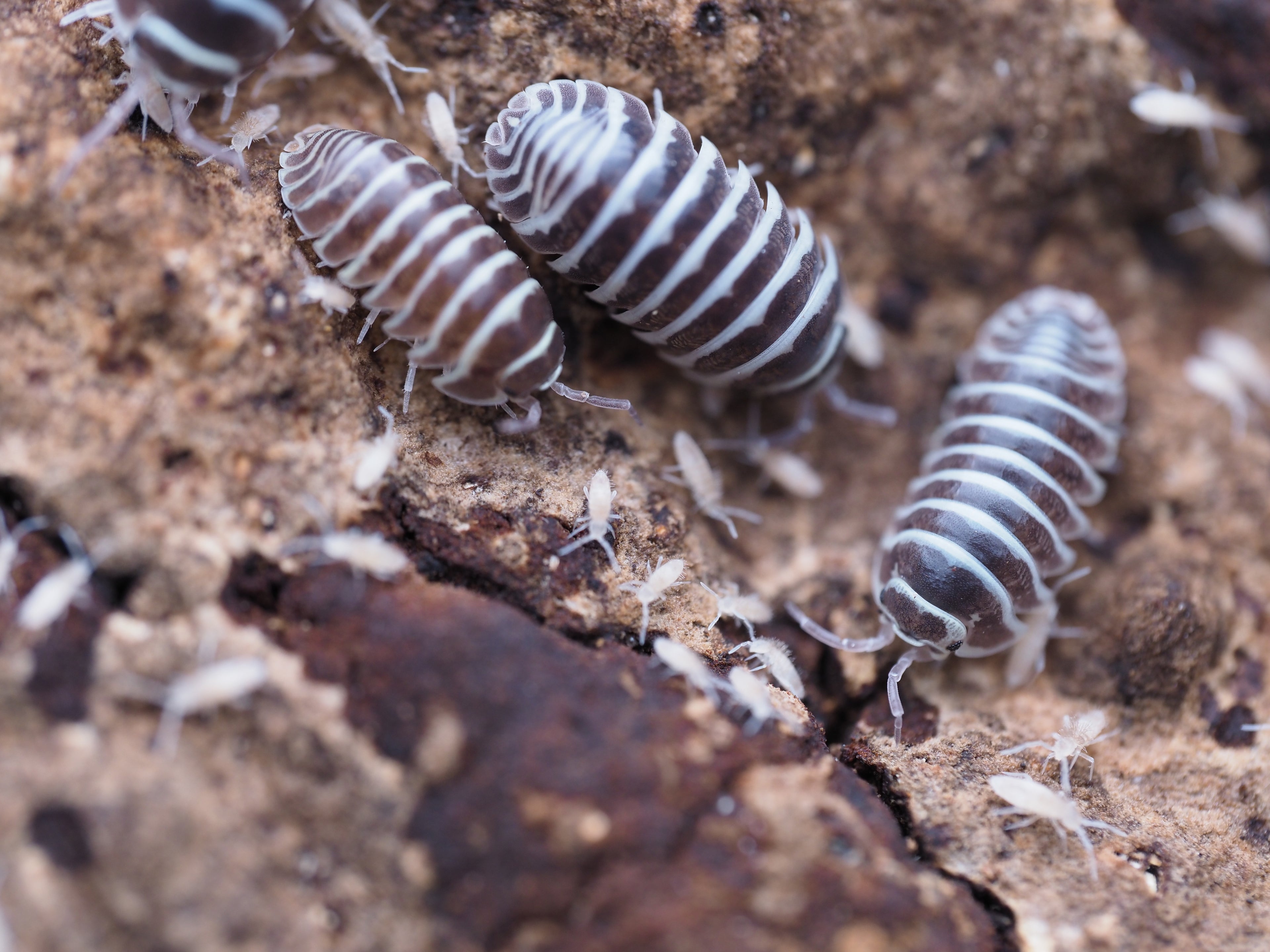 Armadillidium maculatum "Zebra" Isopods - 10ct