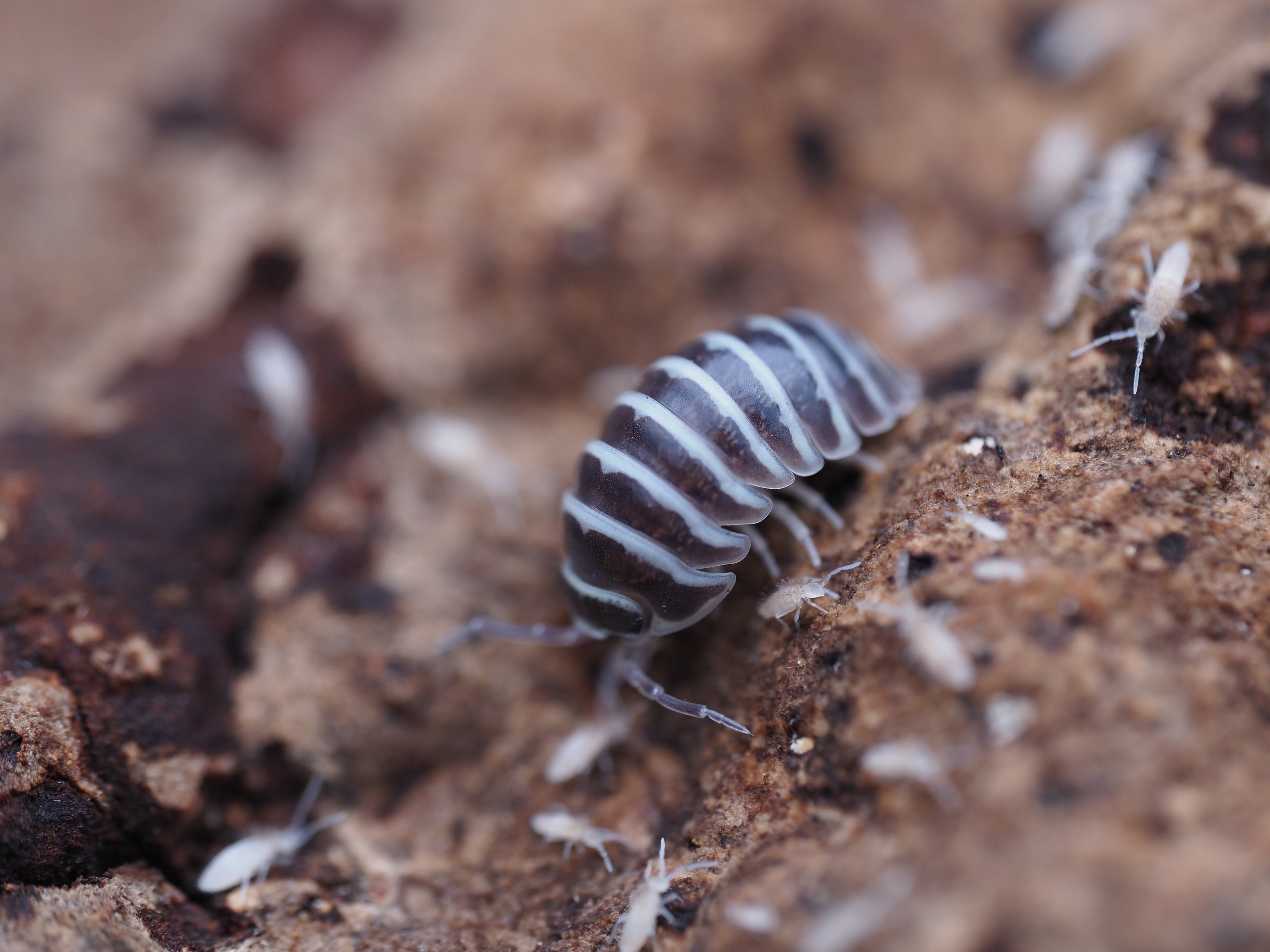 Armadillidium maculatum "Zebra" Isopods - 10ct