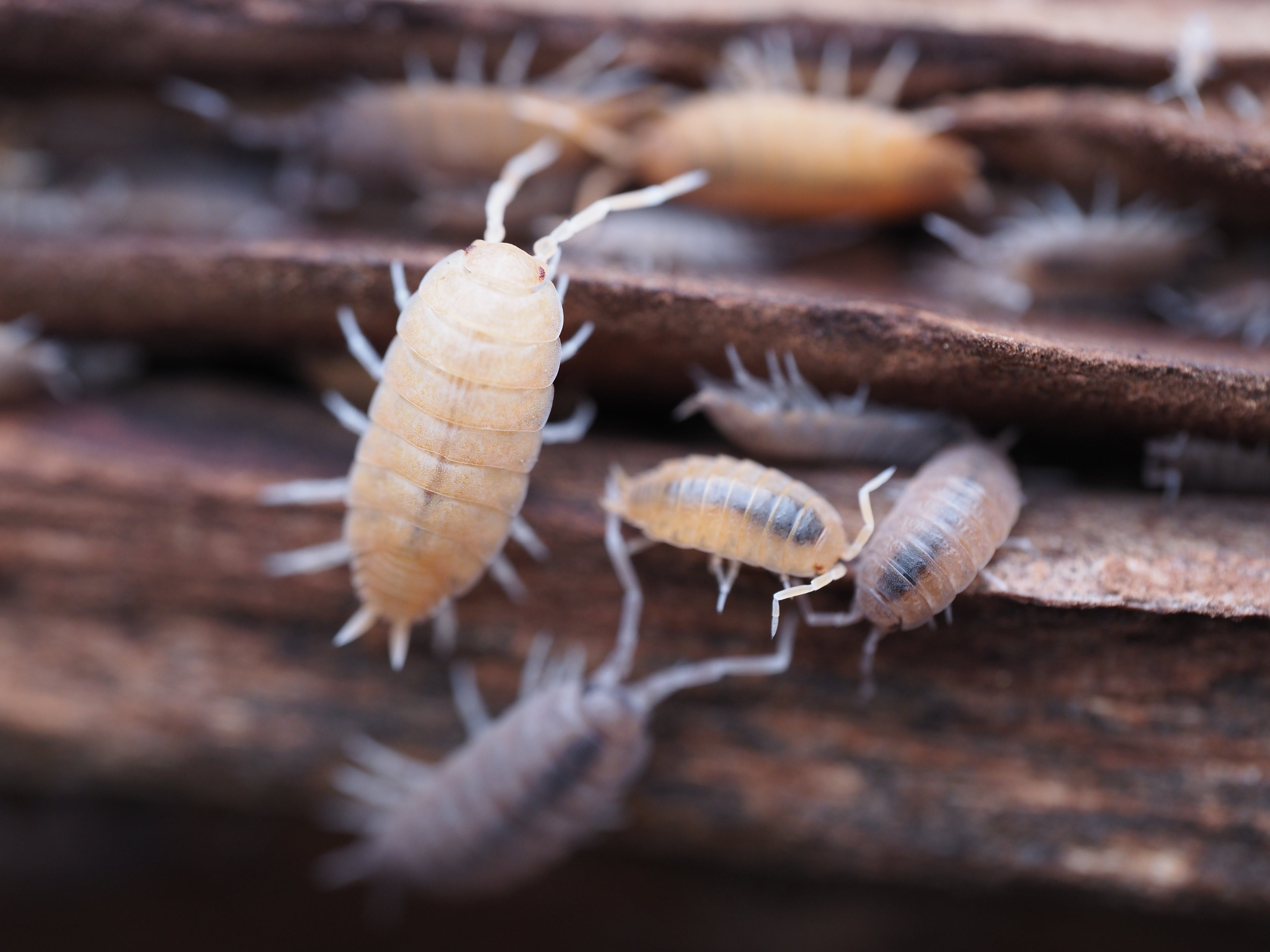 Porcellionides pruinosus "Powder Mix" - 20ct