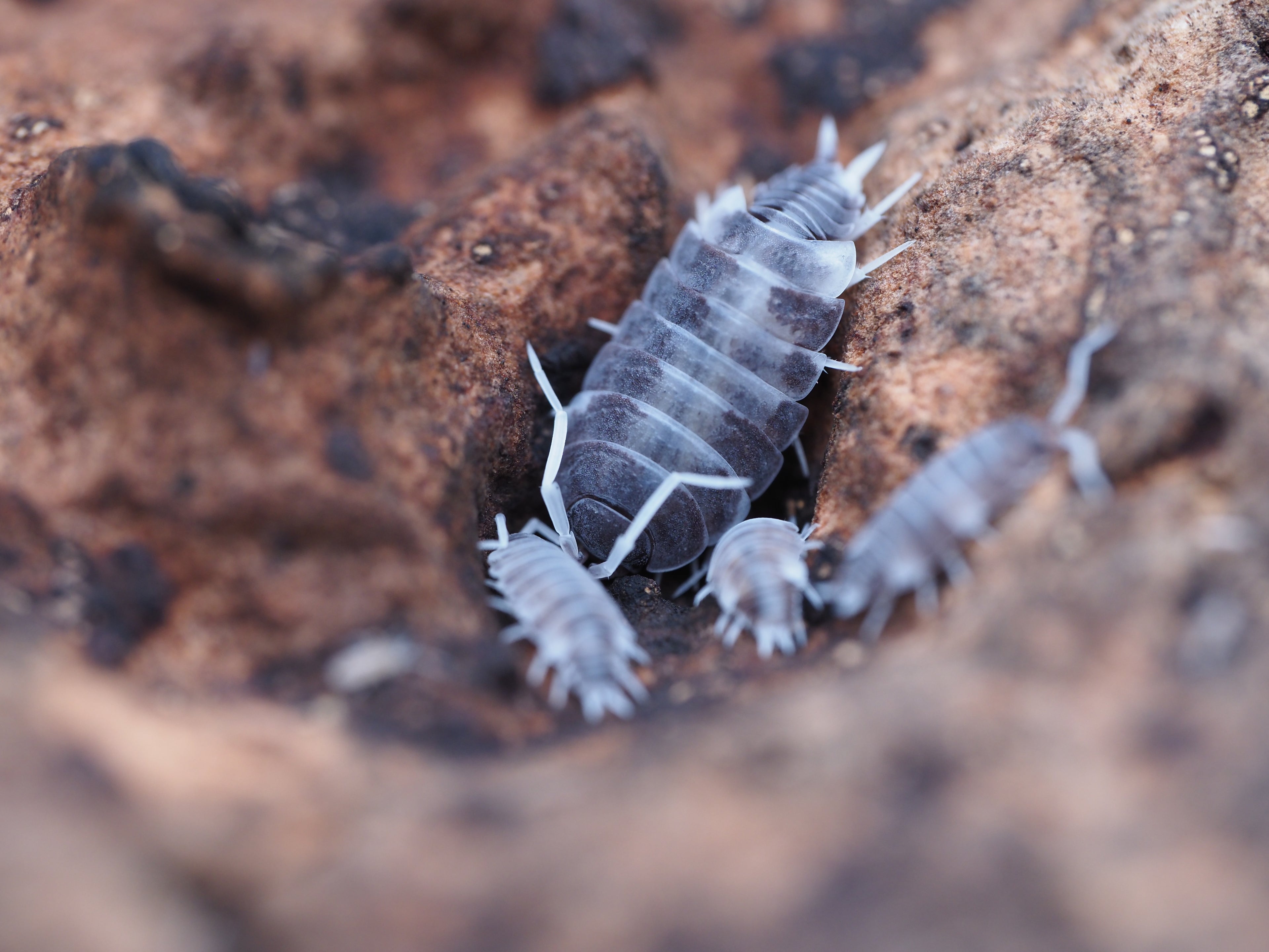Porcellionides pruinosus "Oreo Crumble" - 10ct