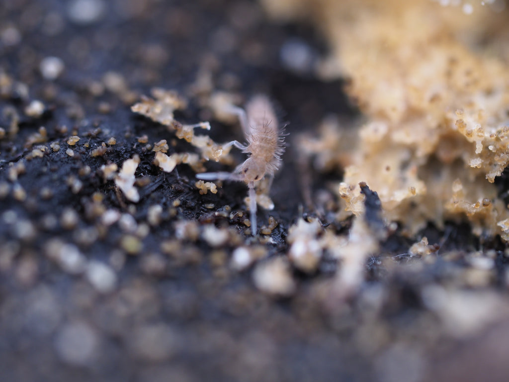 Entomobrya sp. "Grizzled" Springtail - 25ct