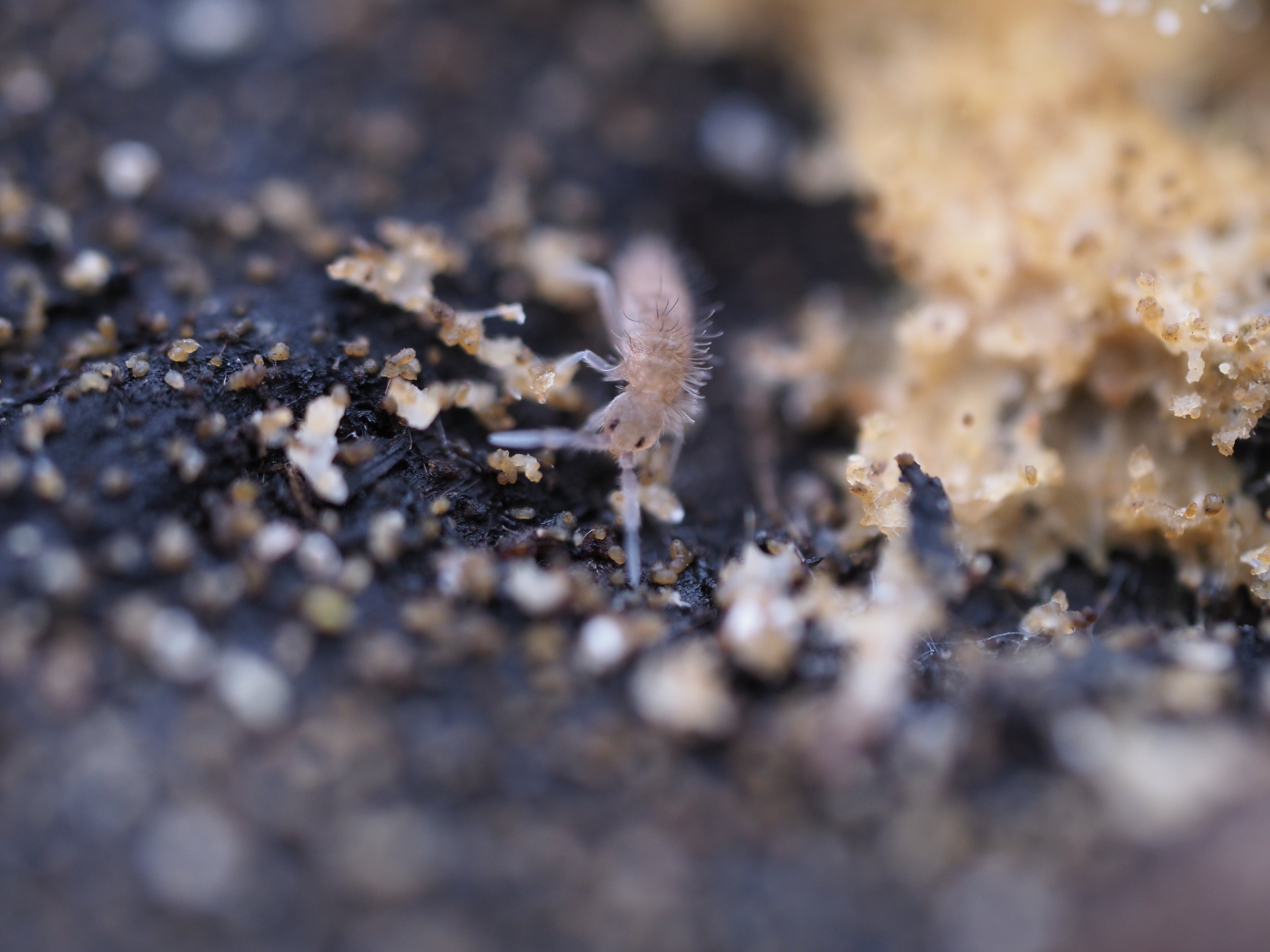 Entomobrya sp. "Grizzled" Springtail - 25ct