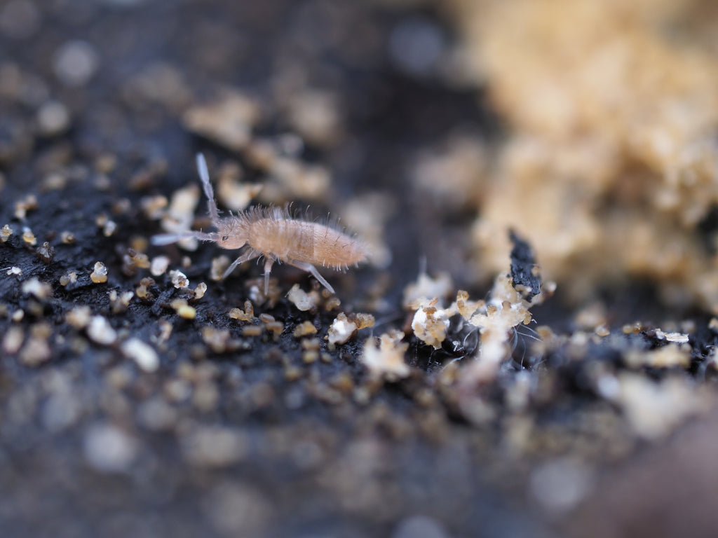 Entomobrya sp. "Grizzled" Springtail - 25ct