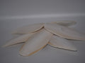 Cuttle Bone