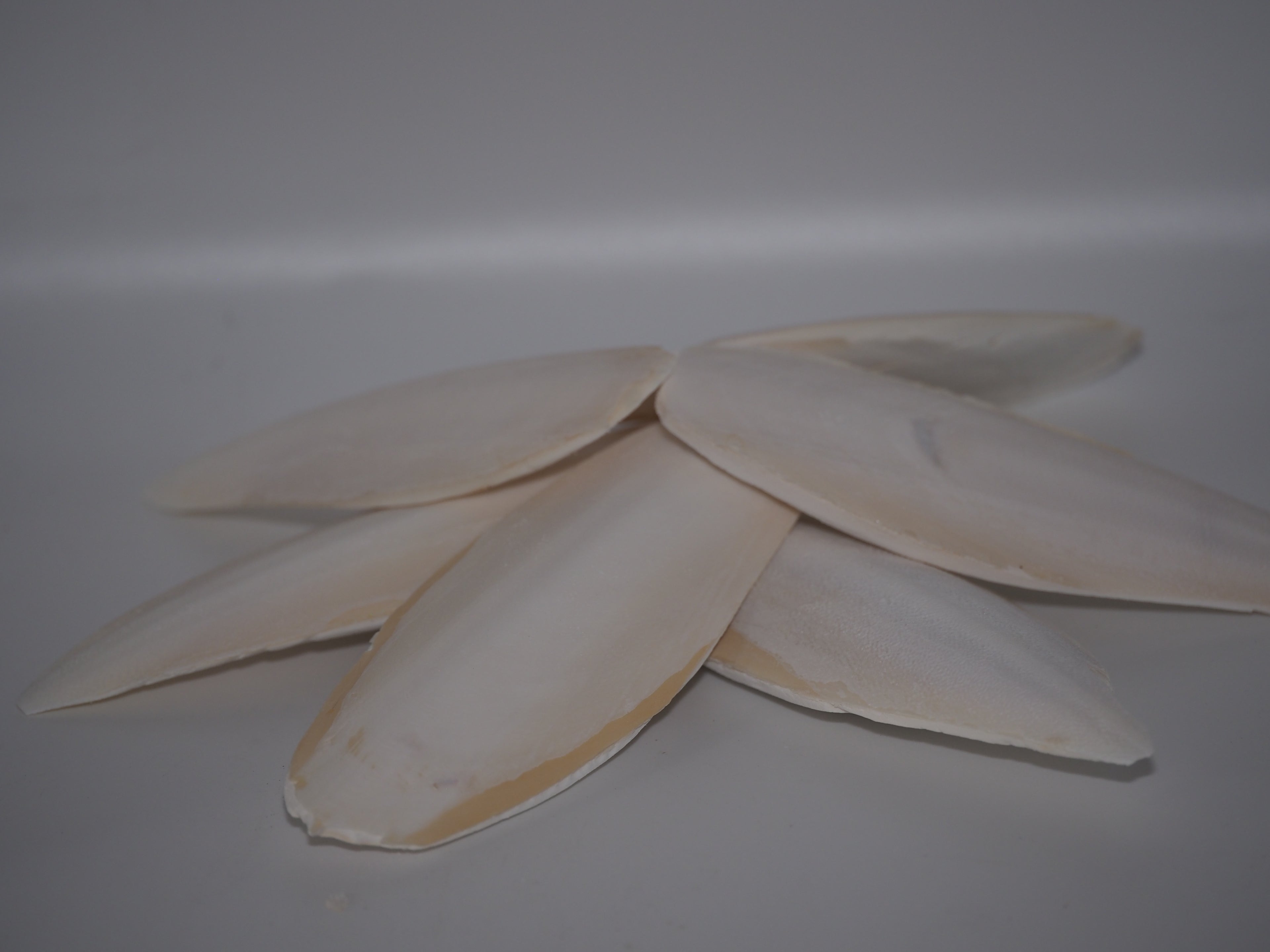 Cuttle Bone