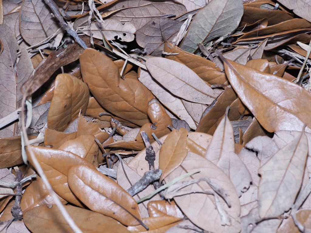 Oak Leaves