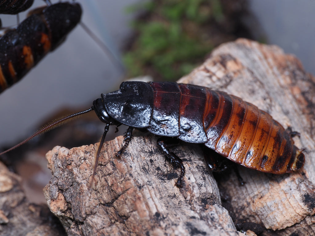 Gromphadorhina portentosa "Masoala"  (Common Madagascar Hisser) - 10ct