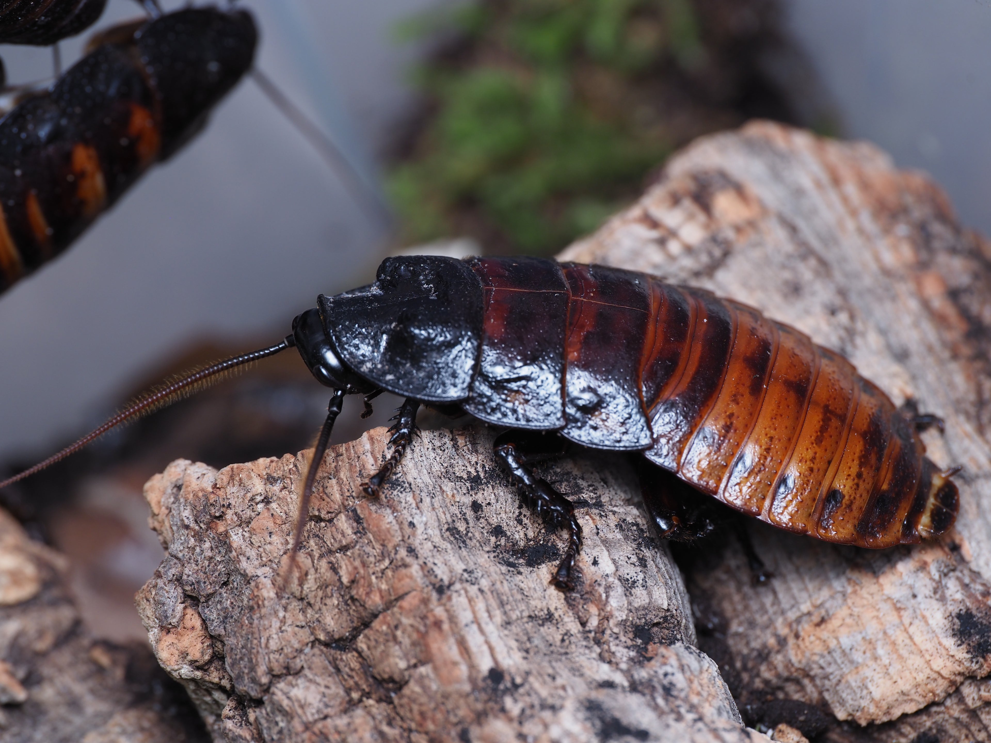 Gromphadorhina portentosa "Masoala"  (Common Madagascar Hisser) - 10ct