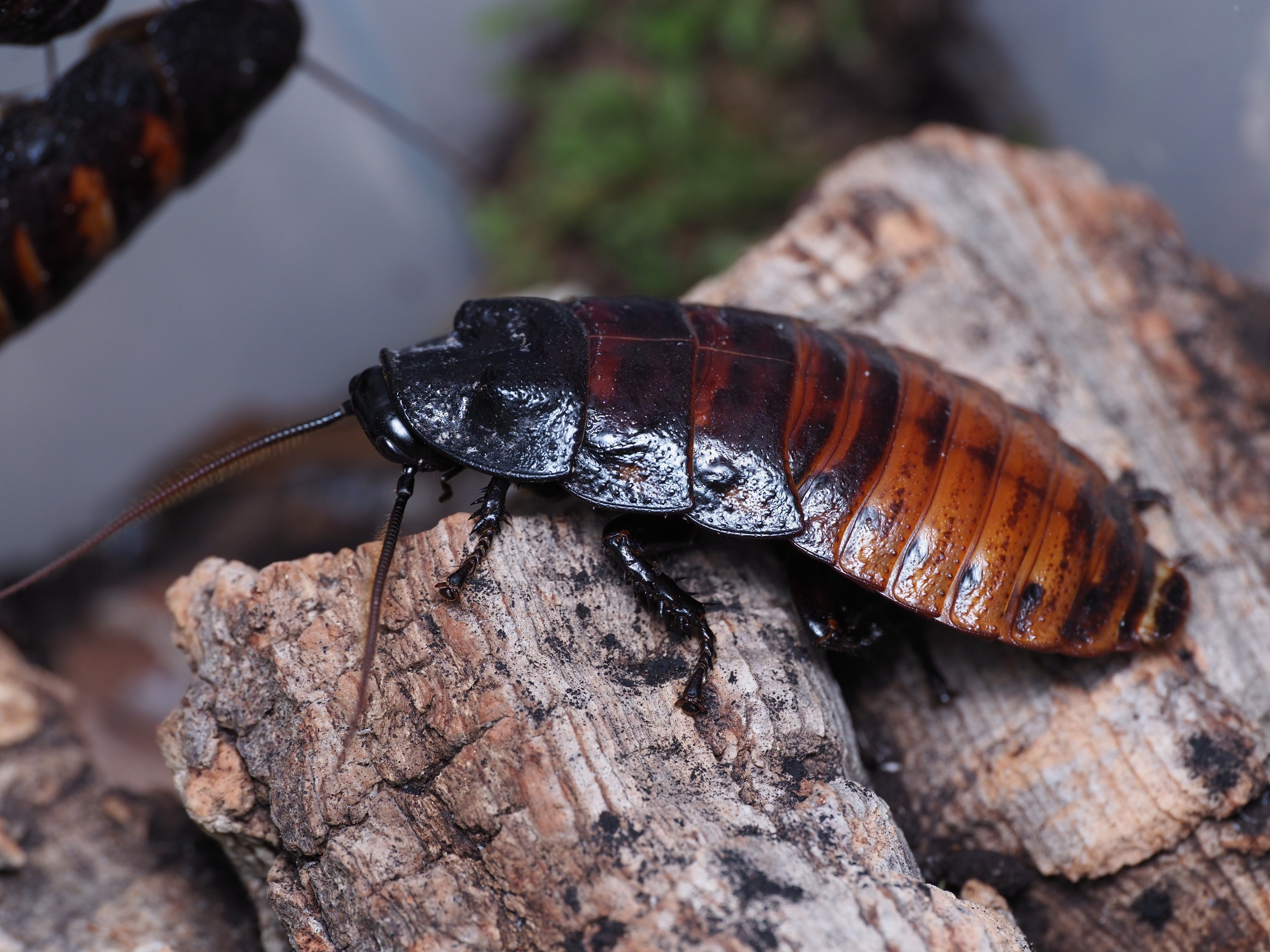 Gromphadorhina portentosa "Masoala"  (Common Madagascar Hisser) - 10ct