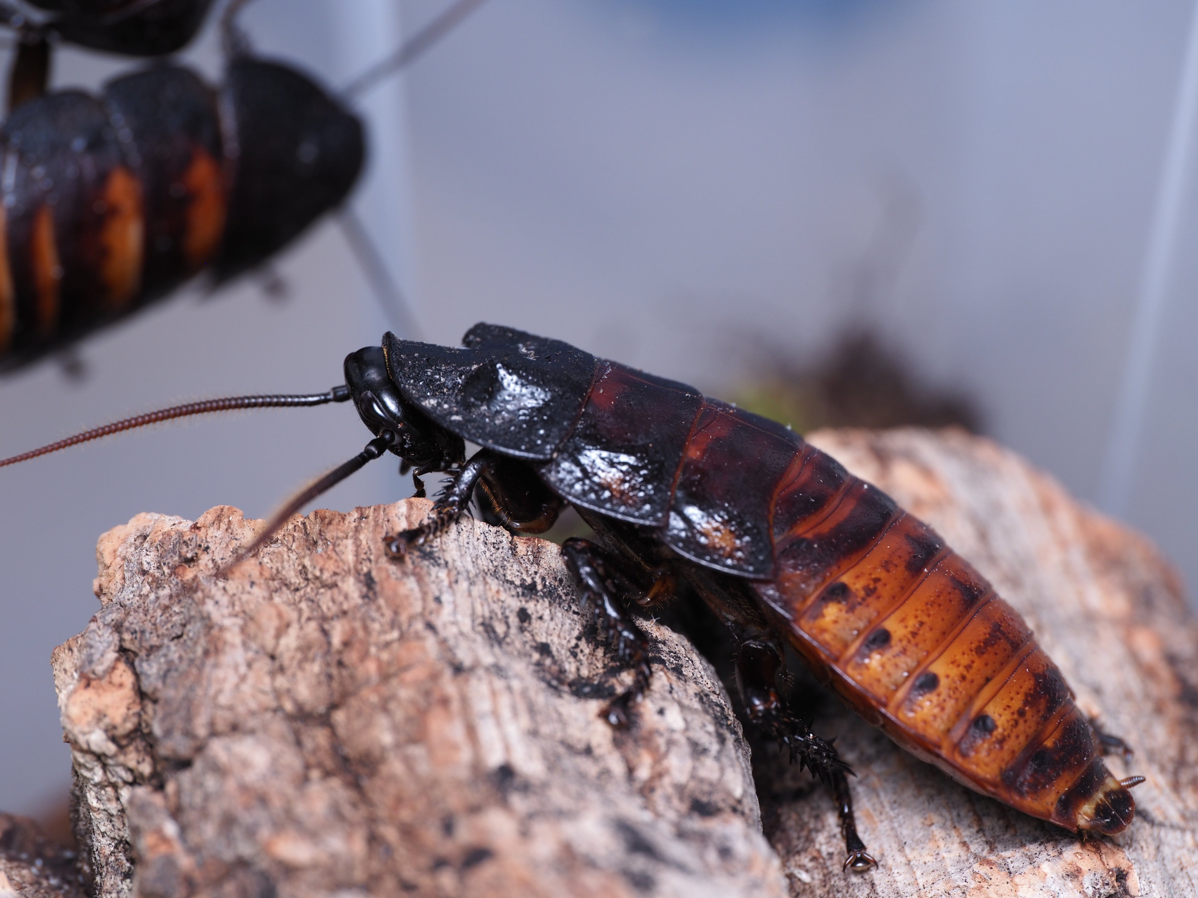 Gromphadorhina portentosa "Masoala"  (Common Madagascar Hisser) - 10ct